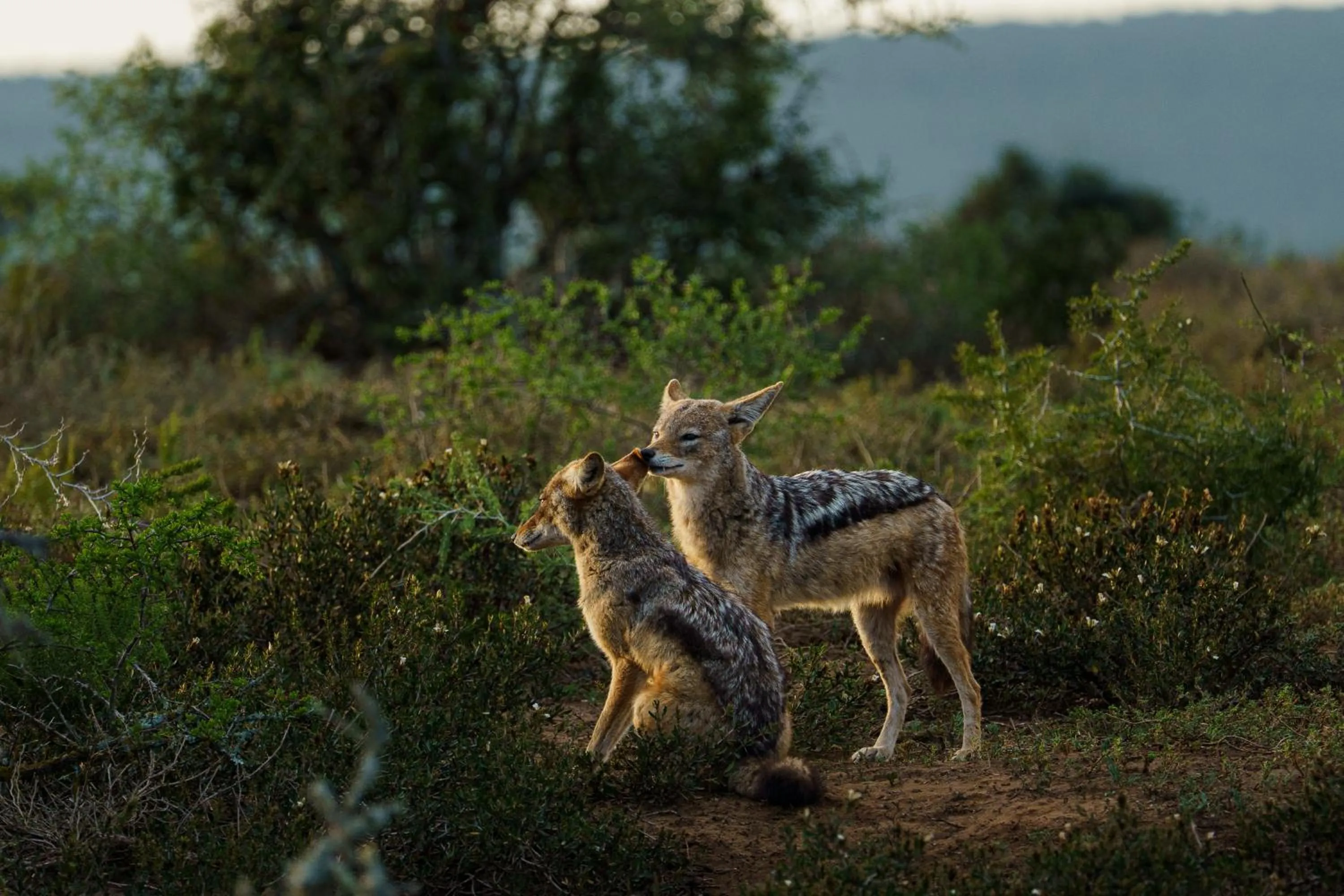 Natural landscape in RiverBend Lodge