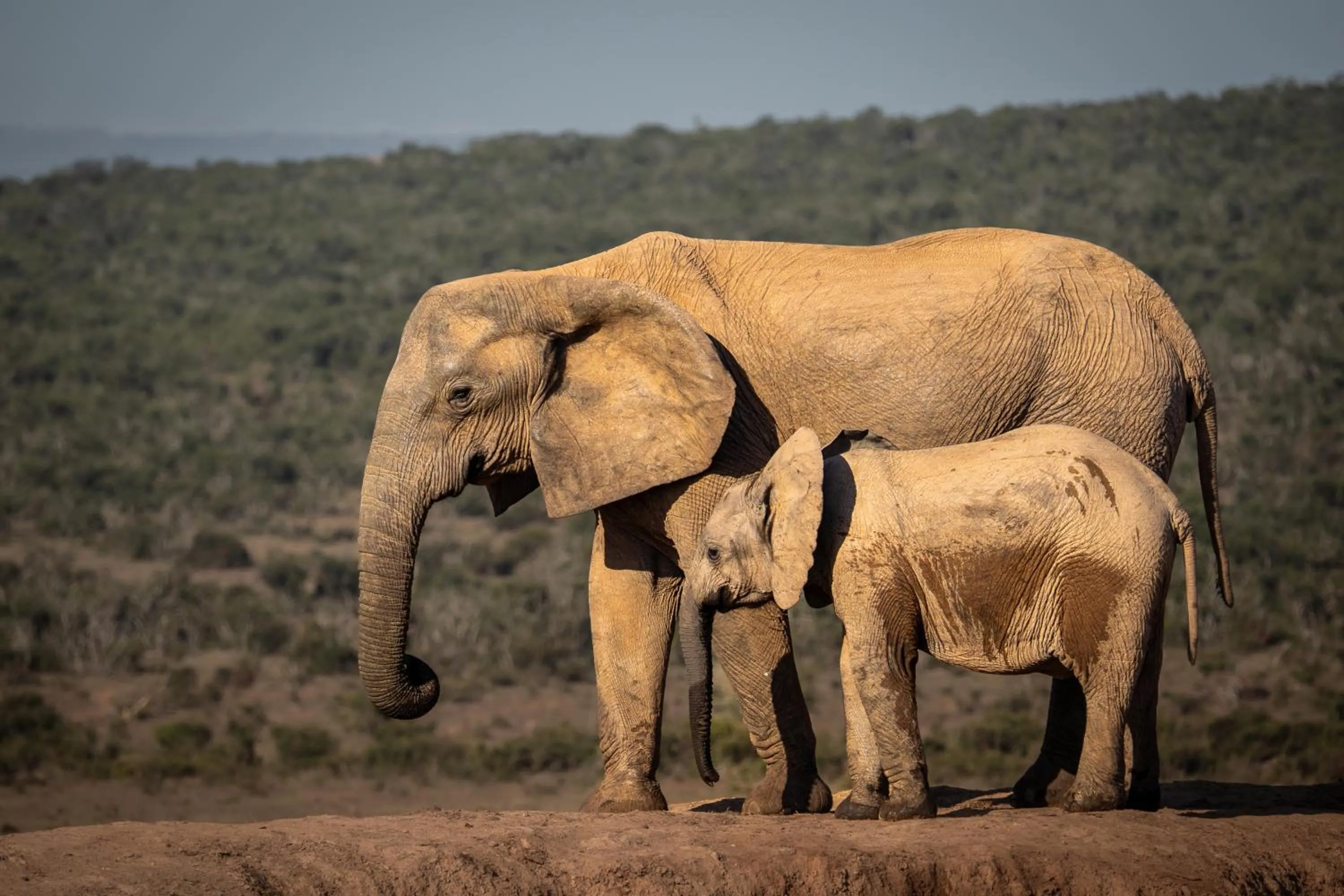 Natural landscape in RiverBend Lodge