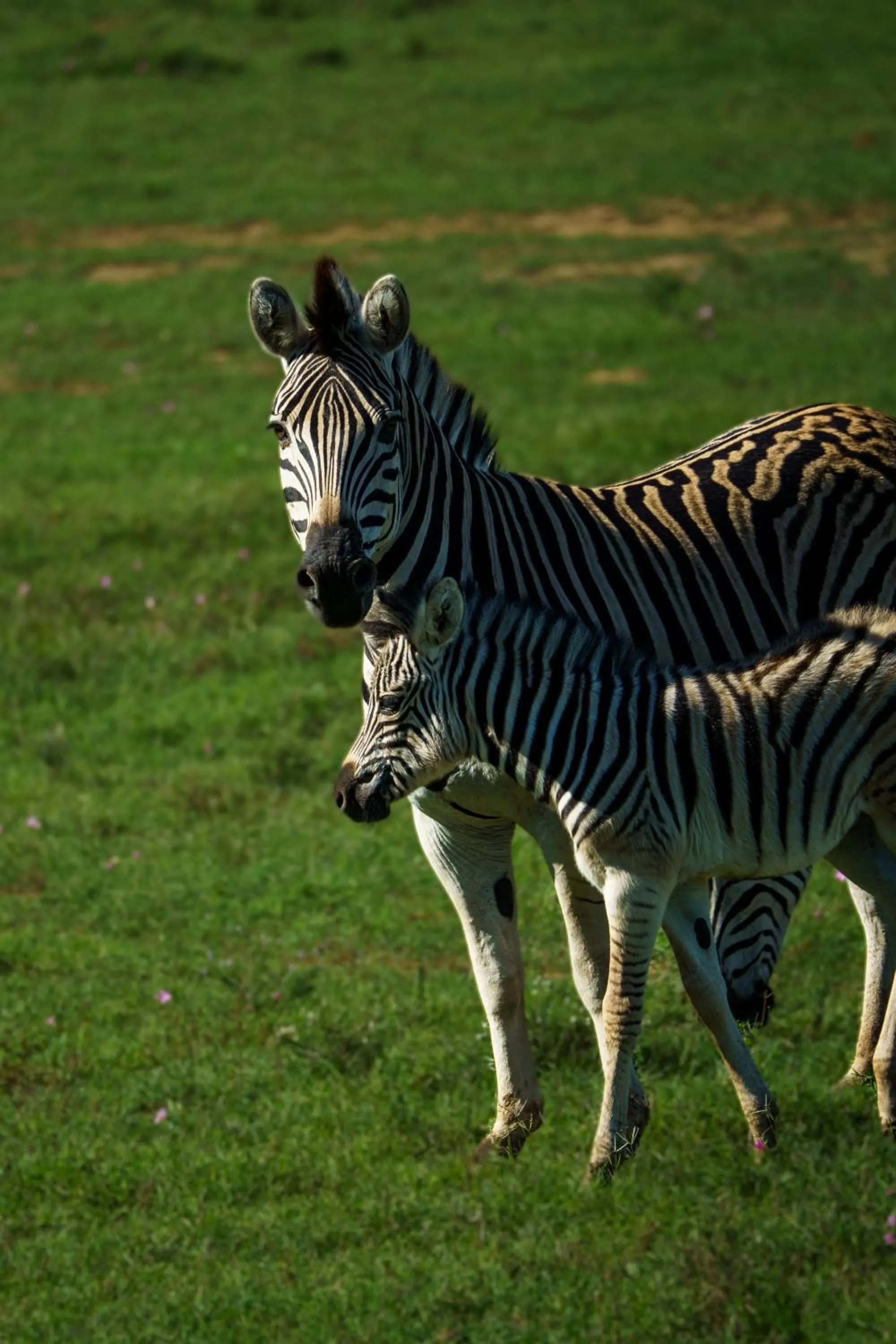 Animals in RiverBend Lodge
