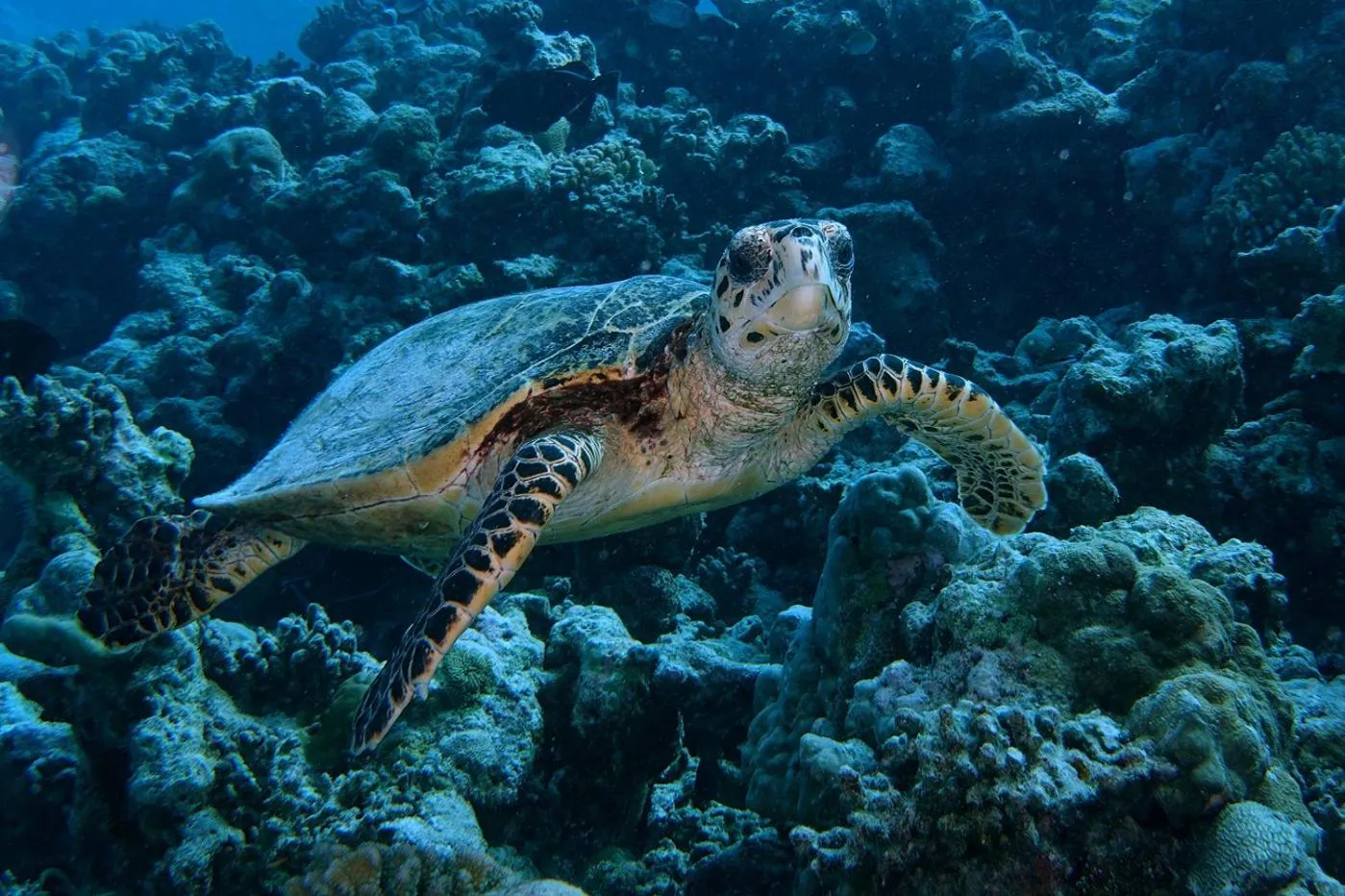 Diving in Plumeria Maldives
