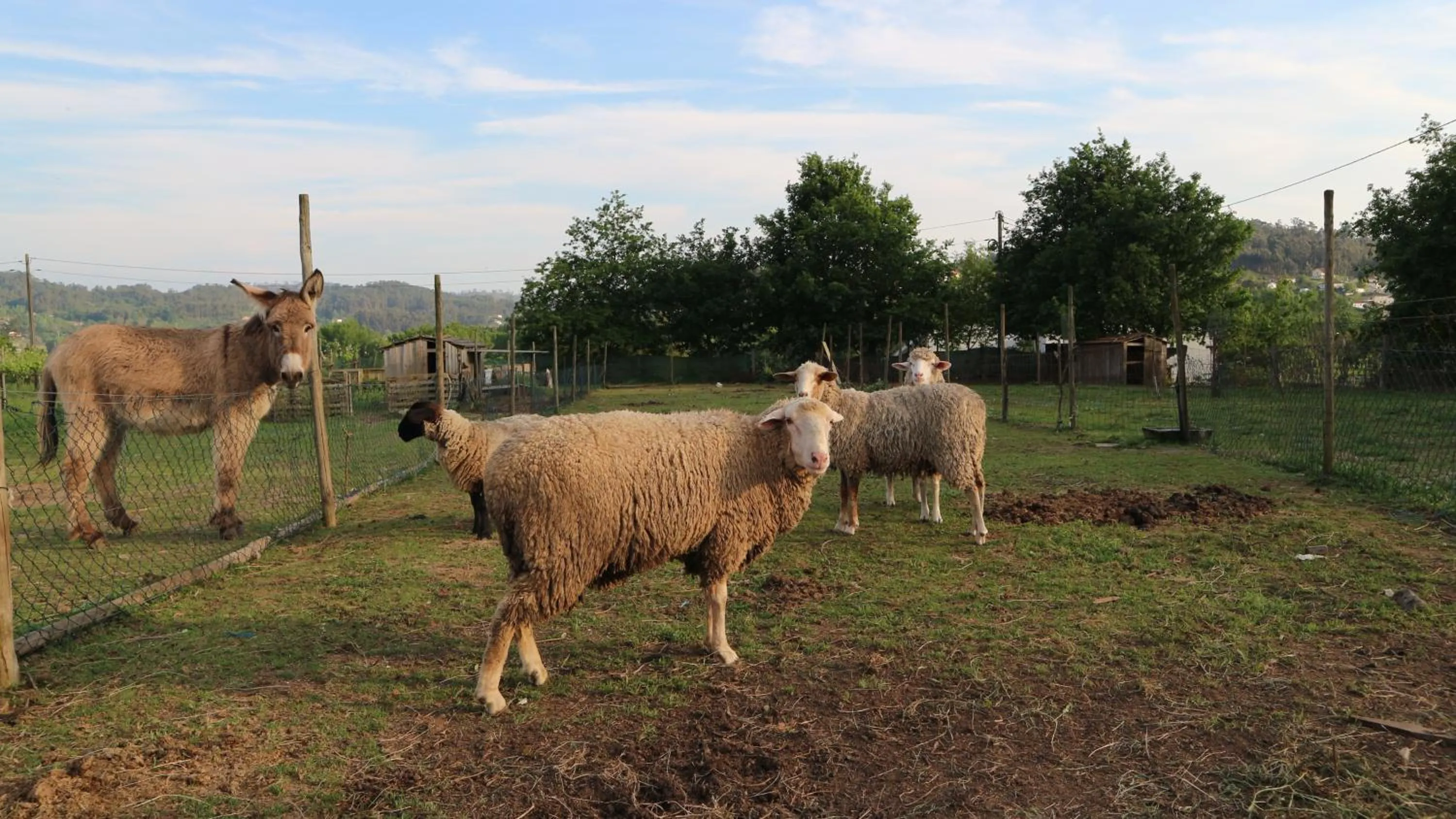 Quinta Lama de Cima