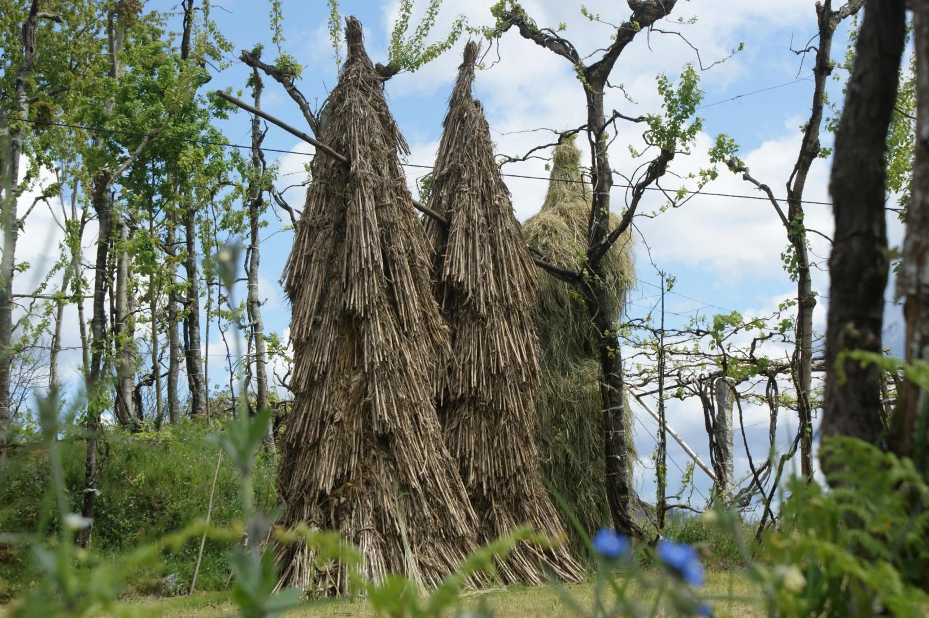 Quinta Lama de Cima