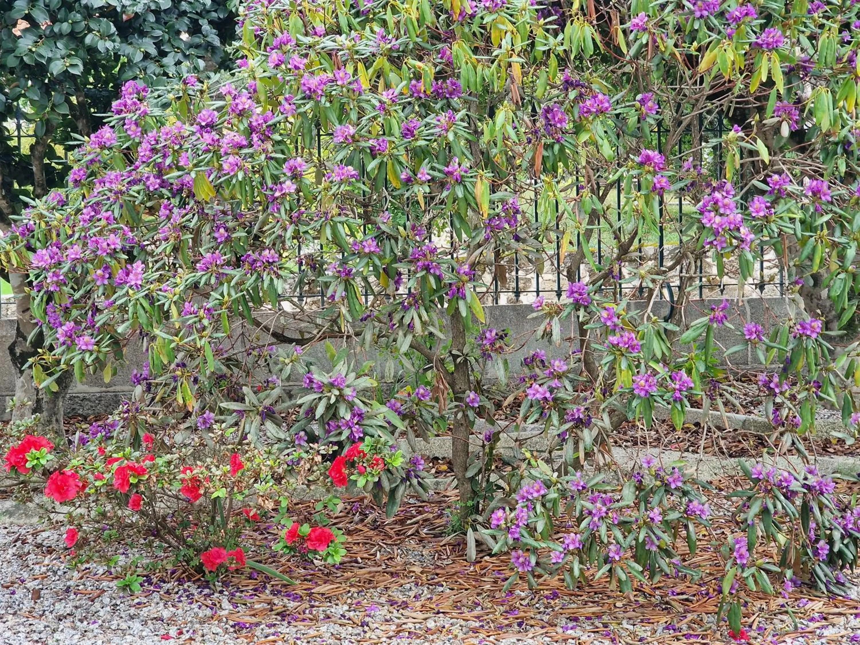 Garden in Palace Hotel de Midões