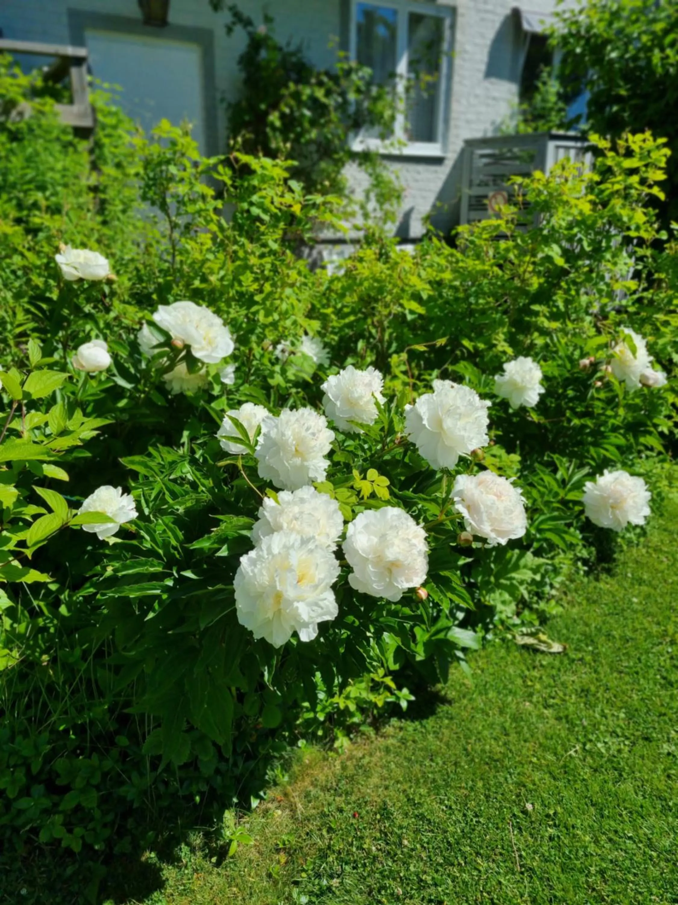 Garden in Hotell Zlafen Bed and Breakfast
