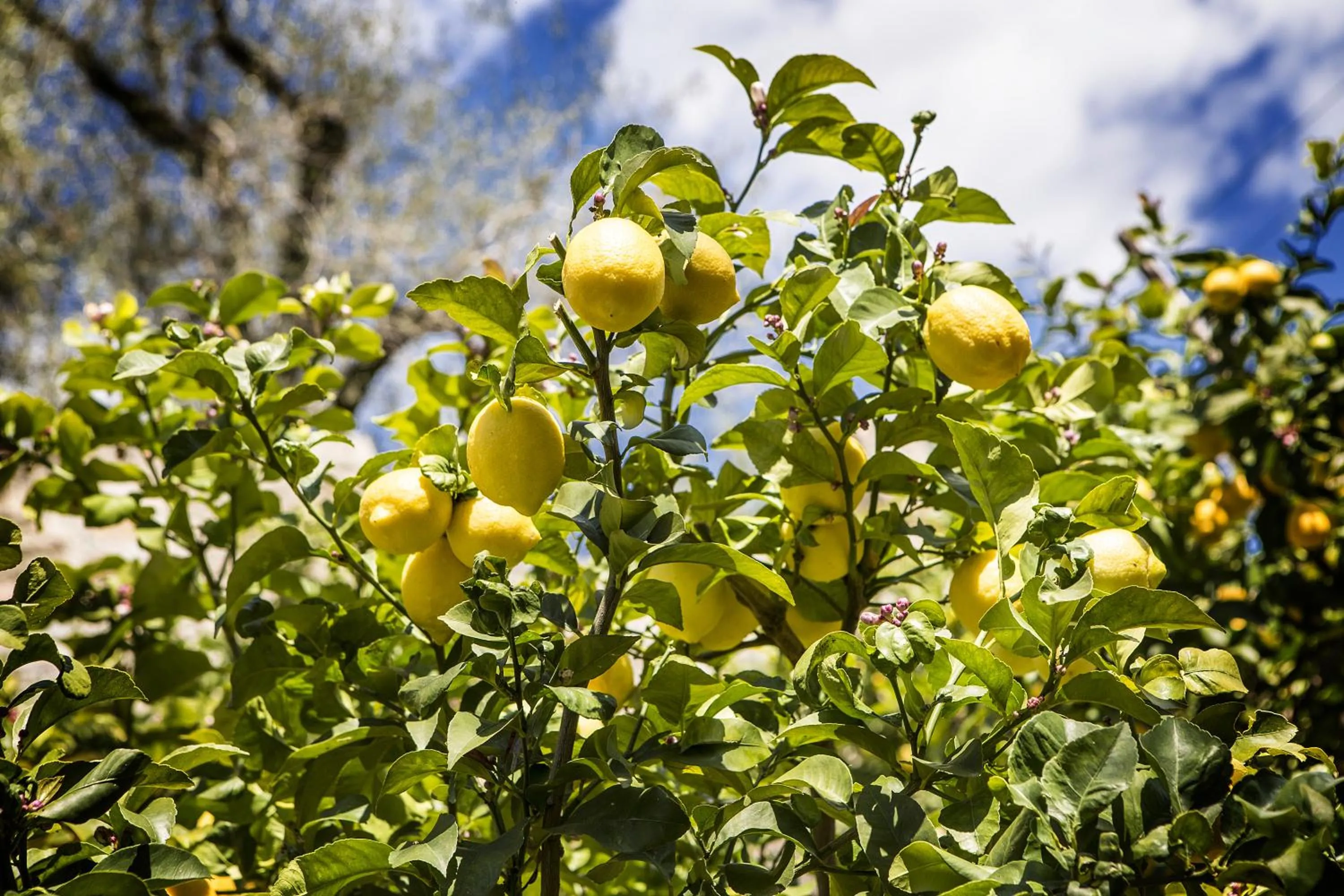 Garden in Hotel Livia
