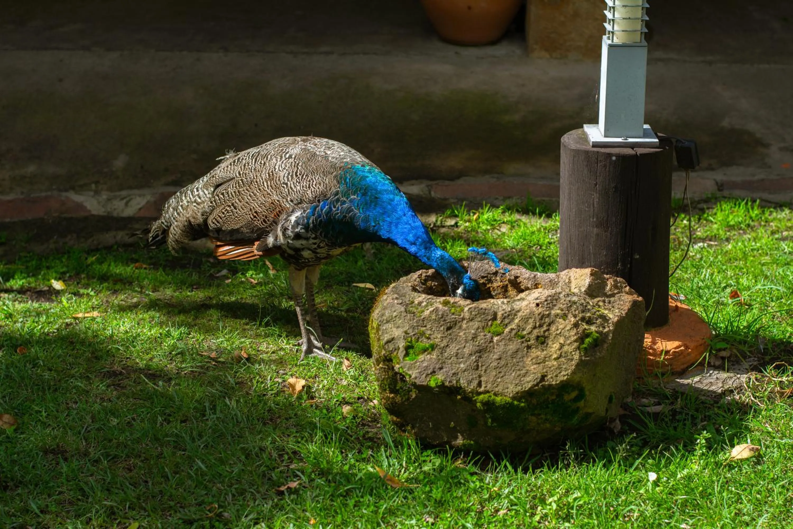 Animals in Posada la Serena