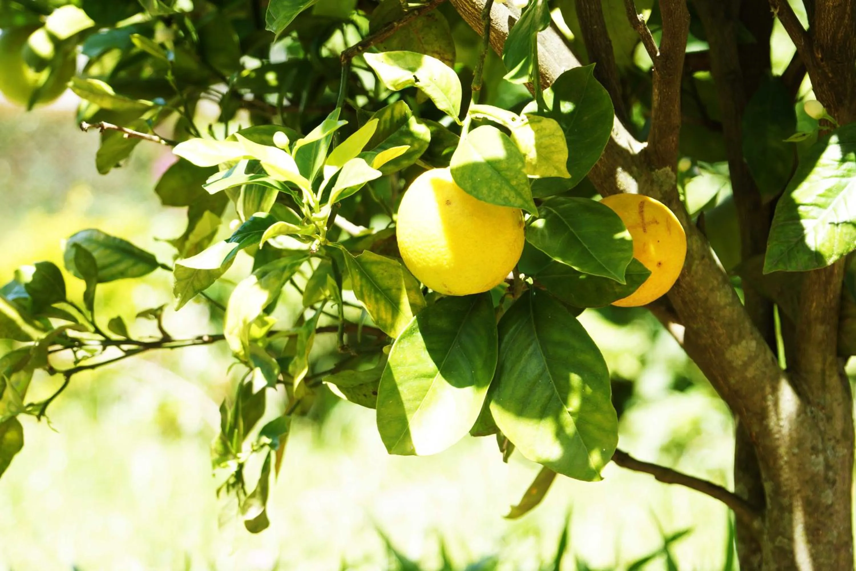 Property building in Posada la Serena