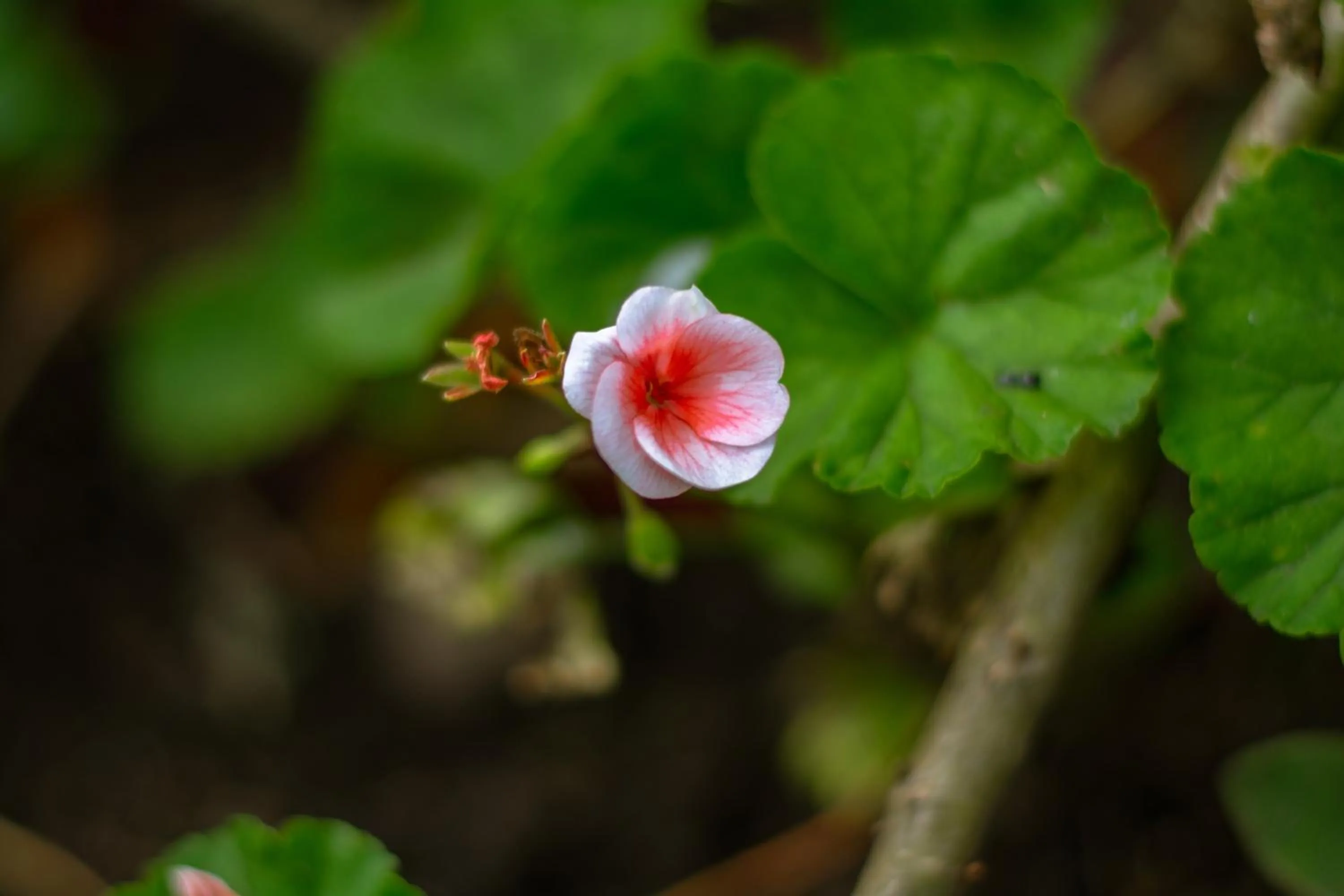 Garden in Posada la Serena