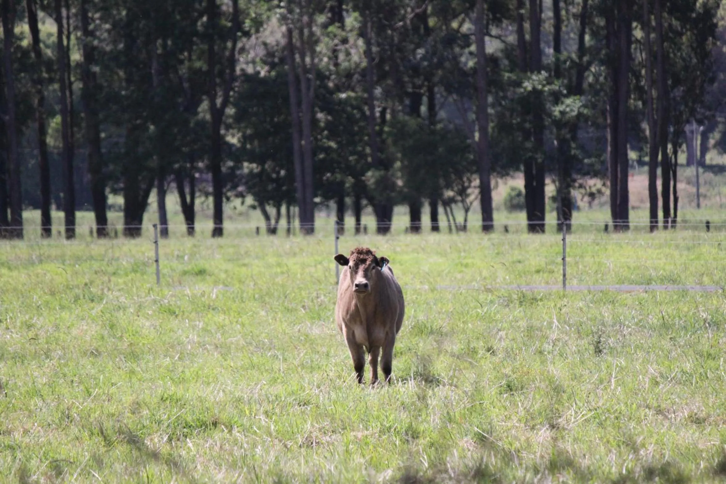 Animals in Riversleigh House