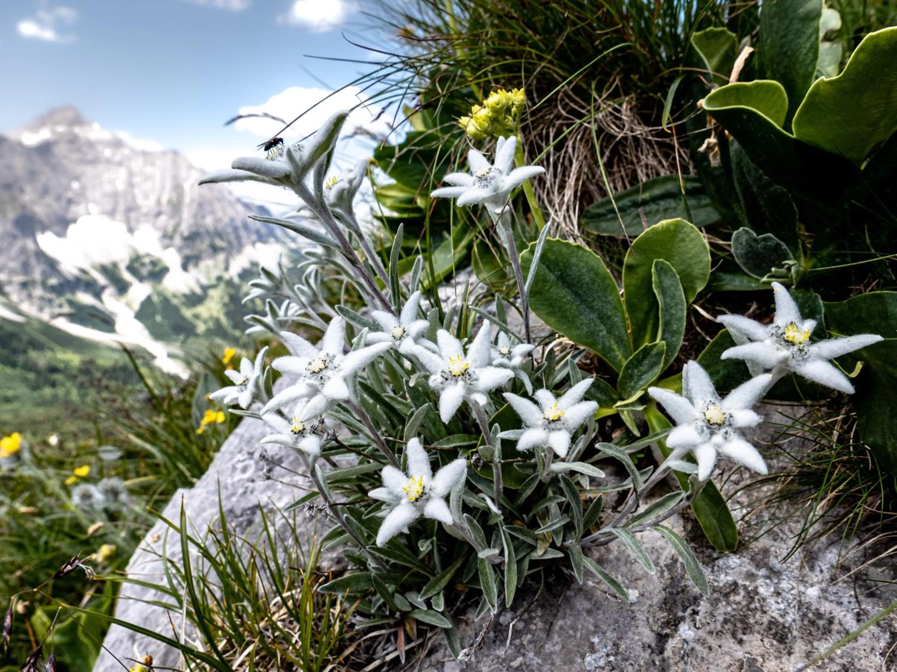Garden in Das Naturhotel die Eng