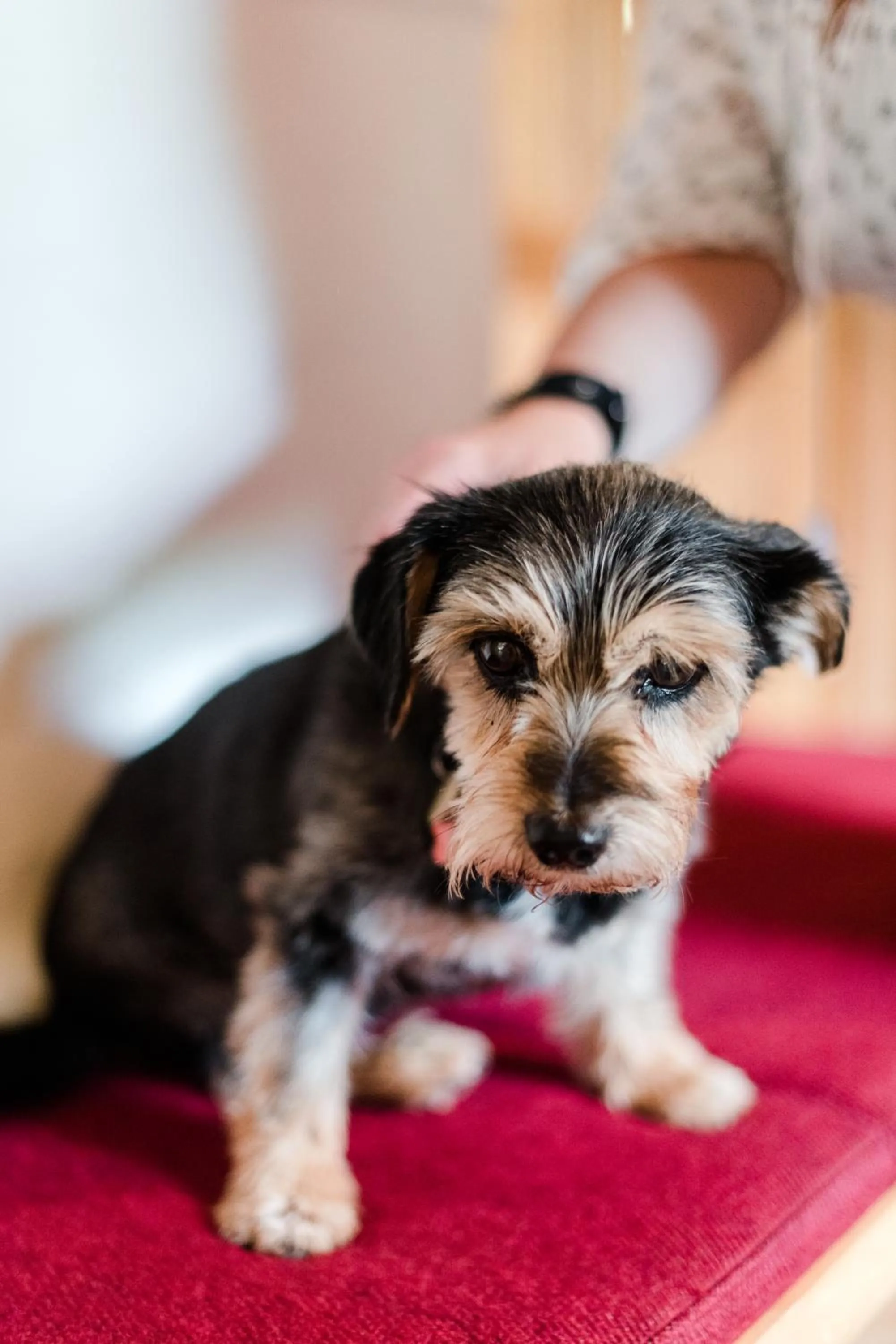 Pets in Das Naturhotel die Eng