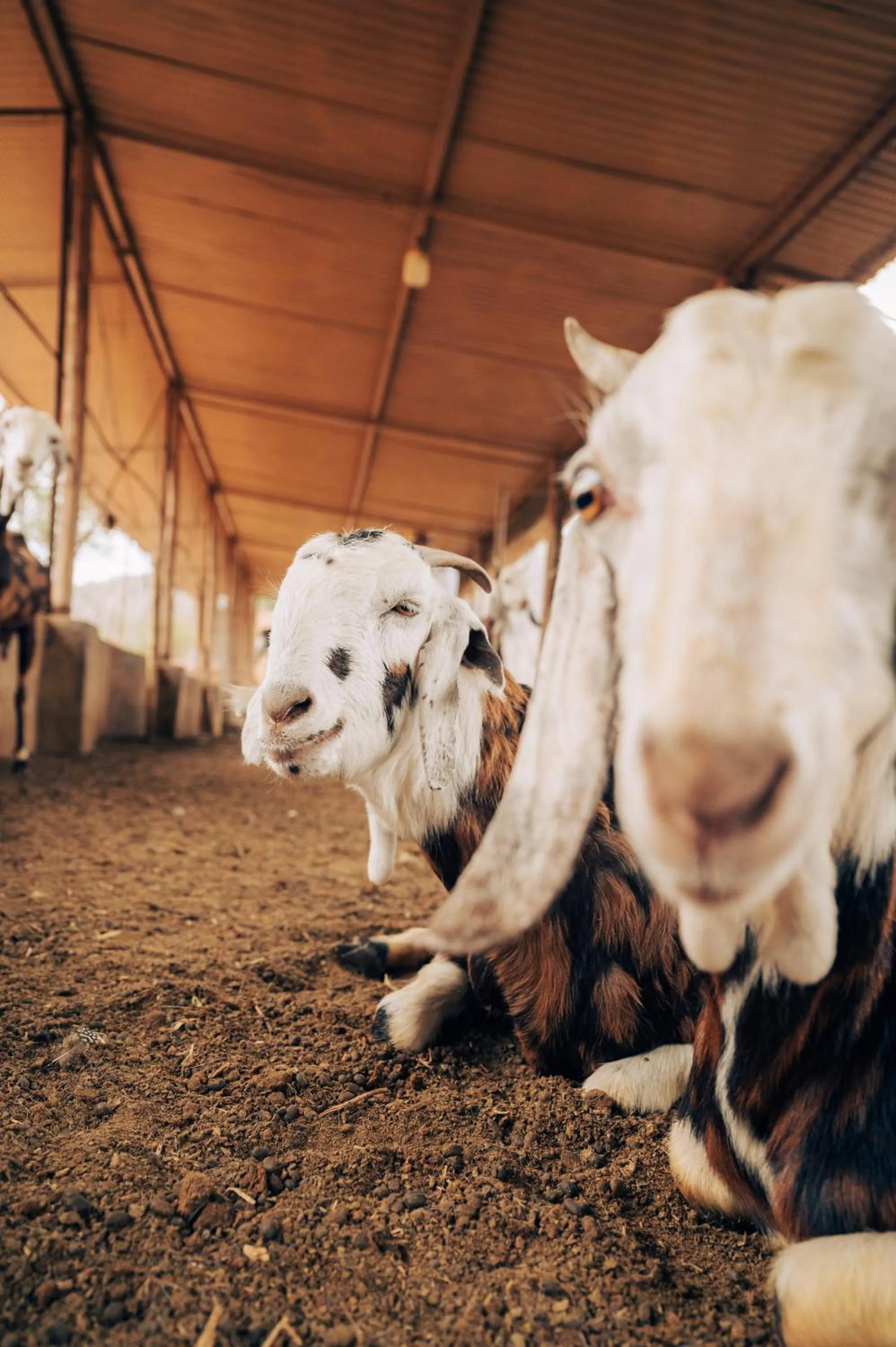 Animals in Anopura Jaipur