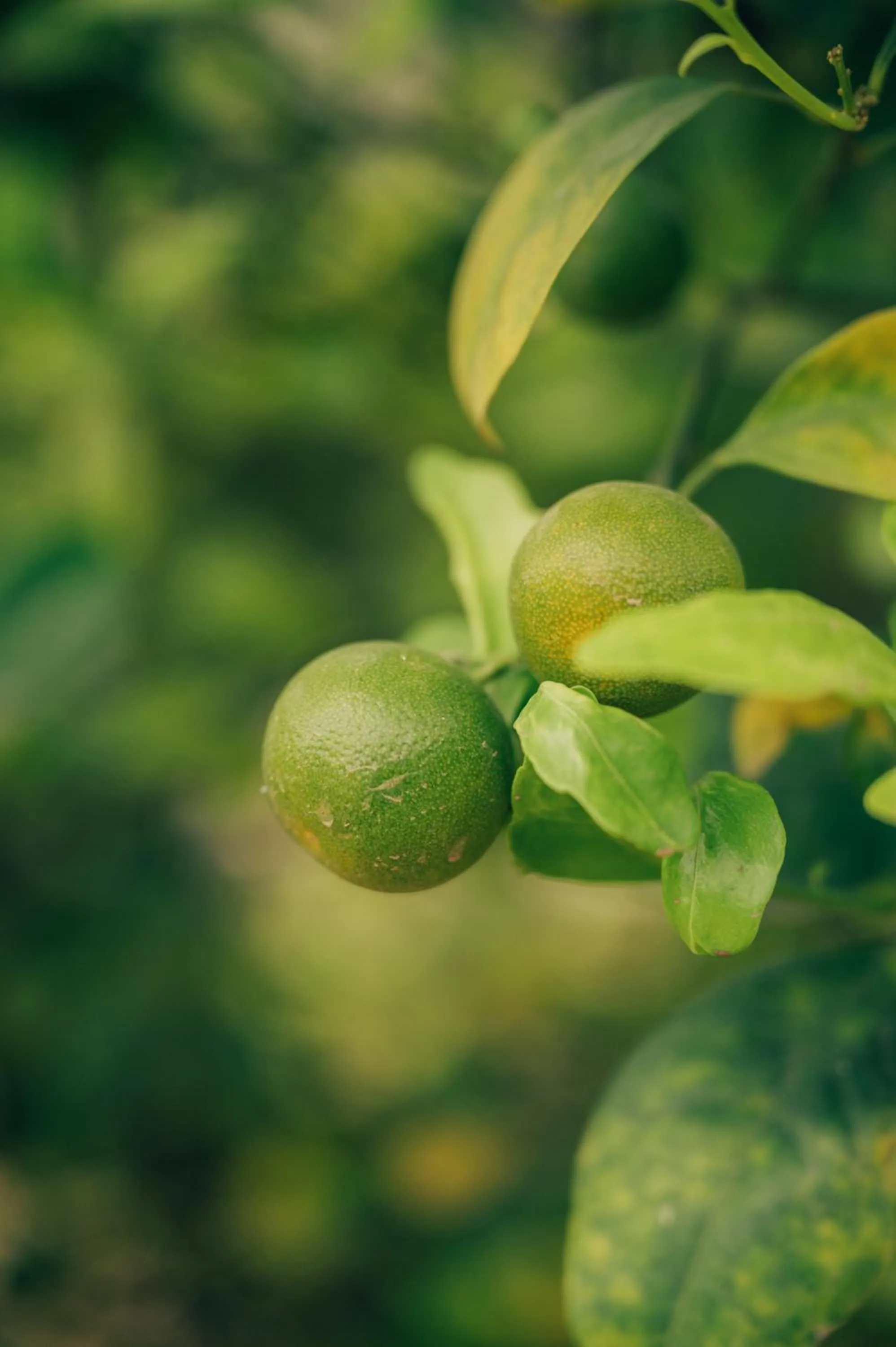 Natural landscape in Anopura Jaipur