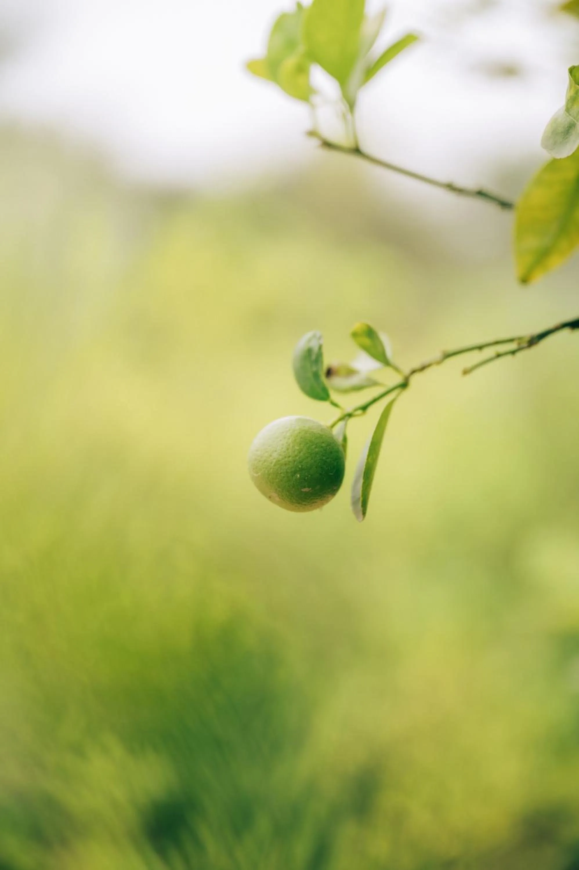 Entertainment in Anopura Jaipur