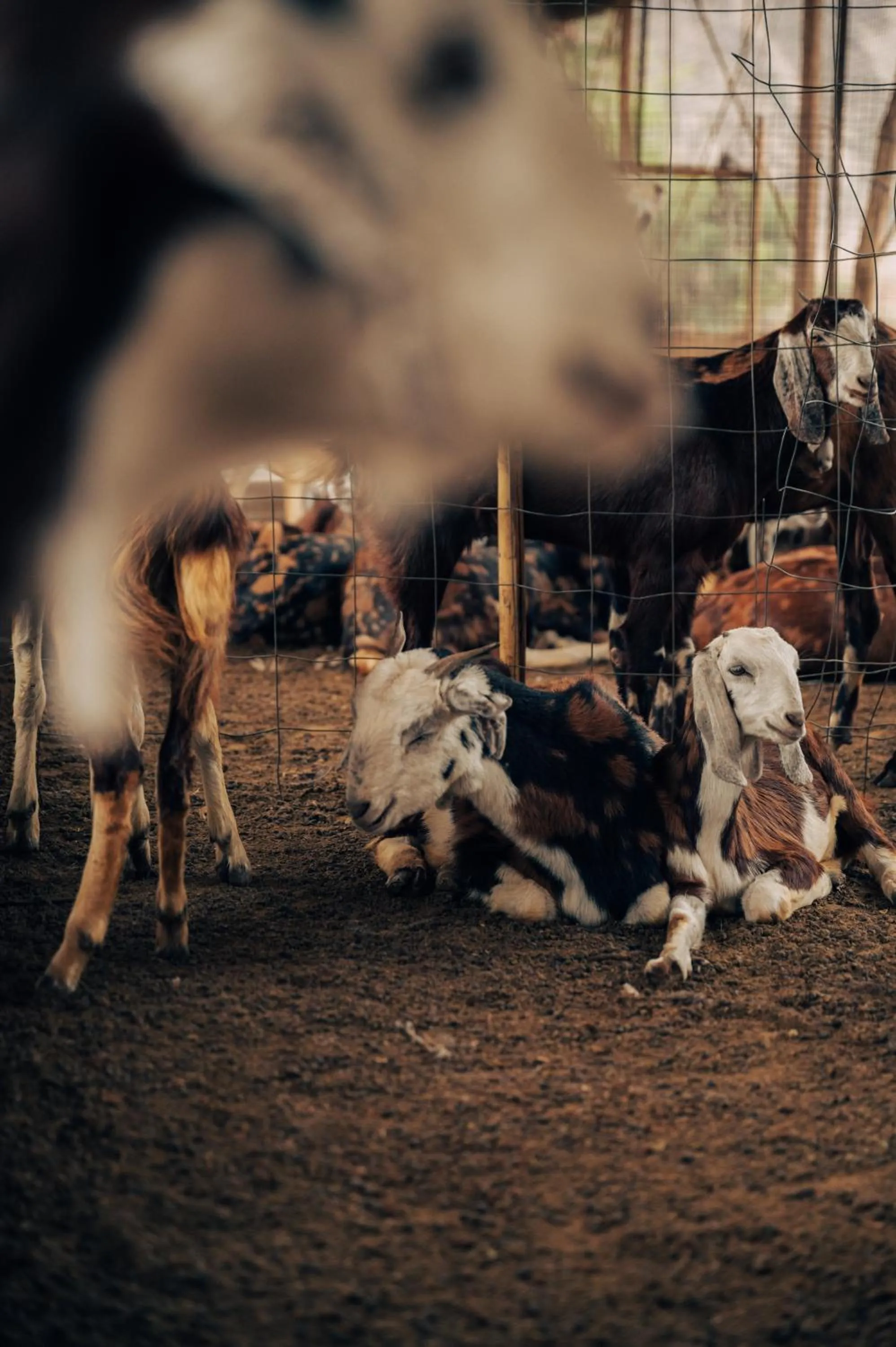 Animals in Anopura Jaipur