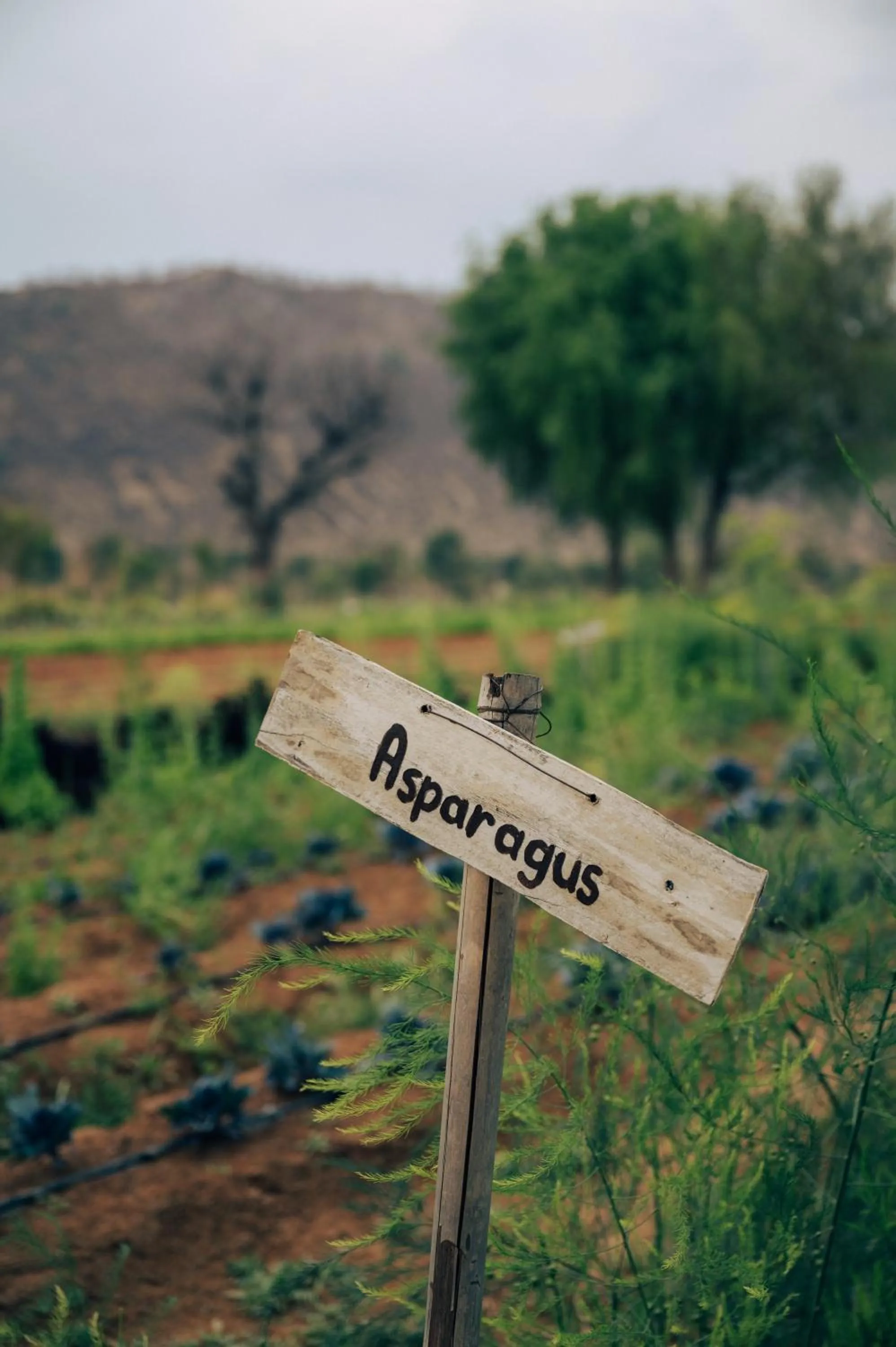 Natural landscape in Anopura Jaipur