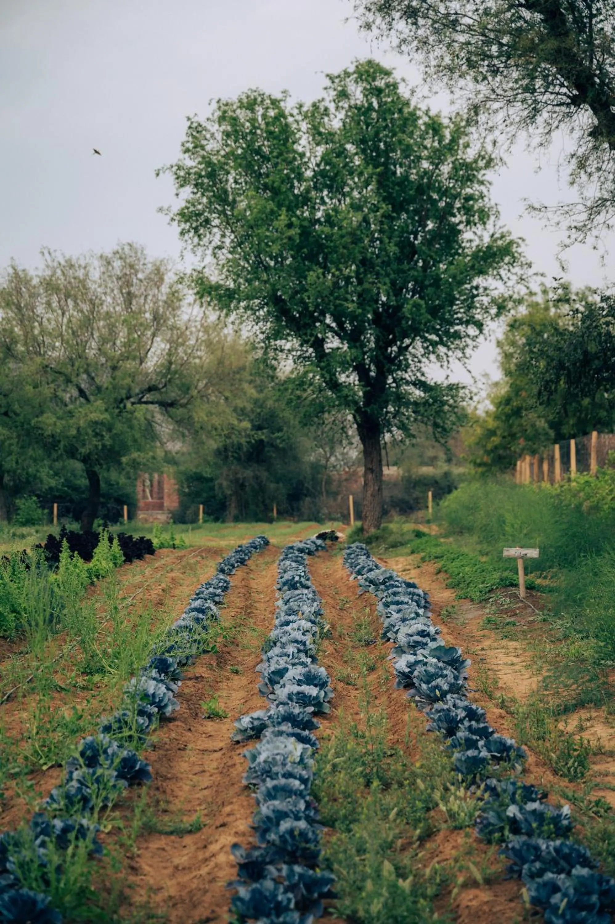 Natural landscape in Anopura Jaipur