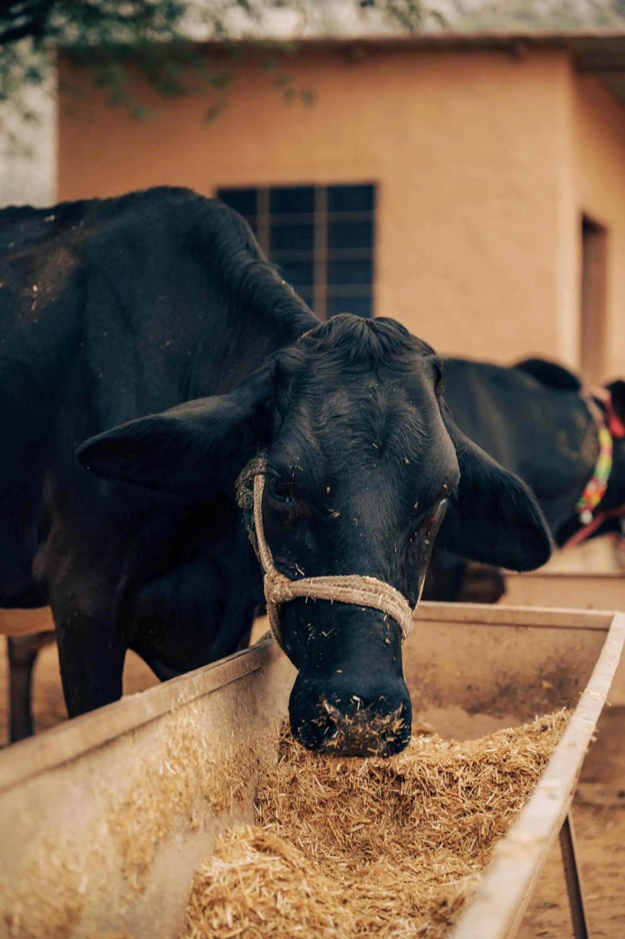 Entertainment in Anopura Jaipur