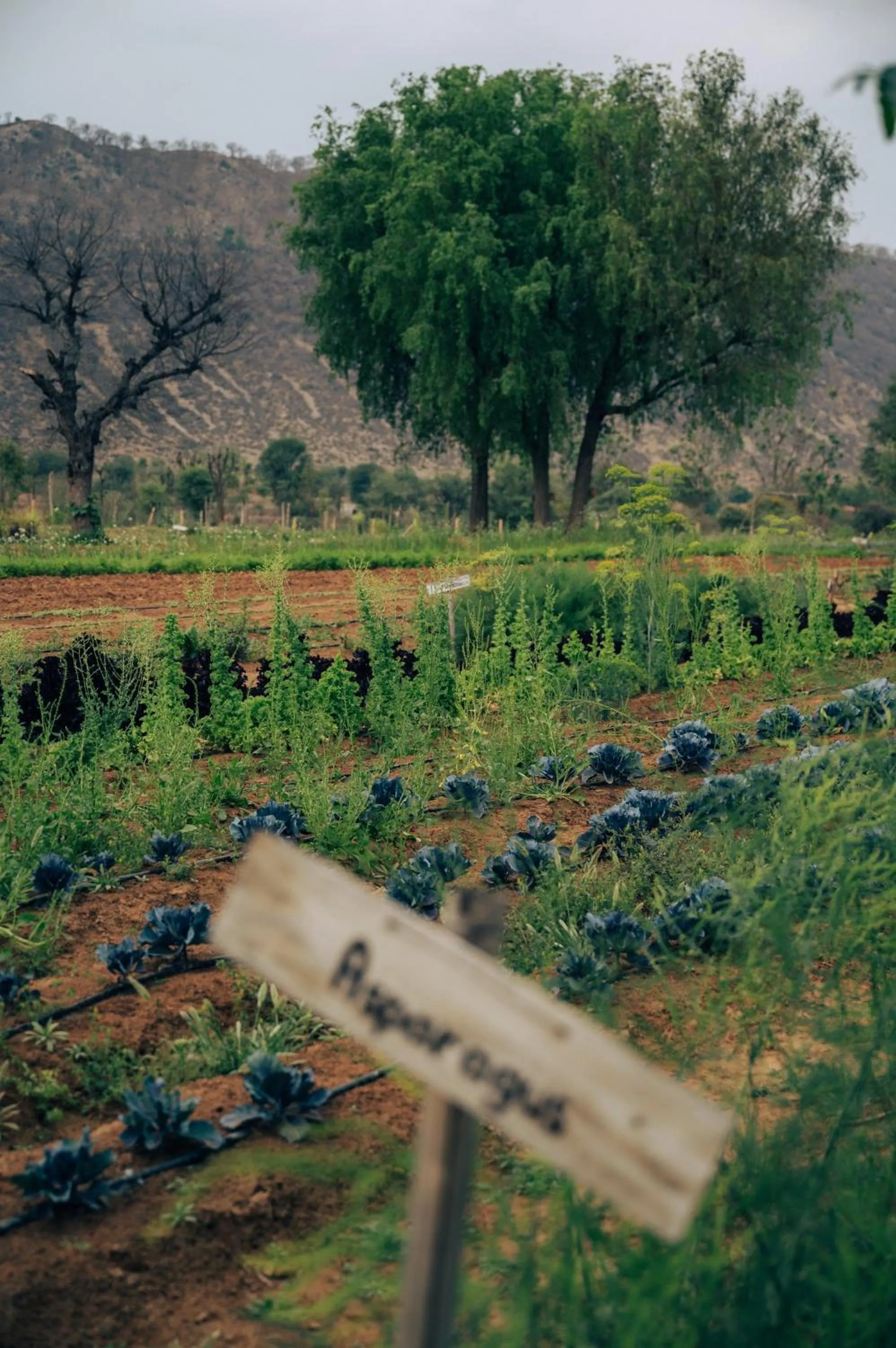 Natural landscape in Anopura Jaipur