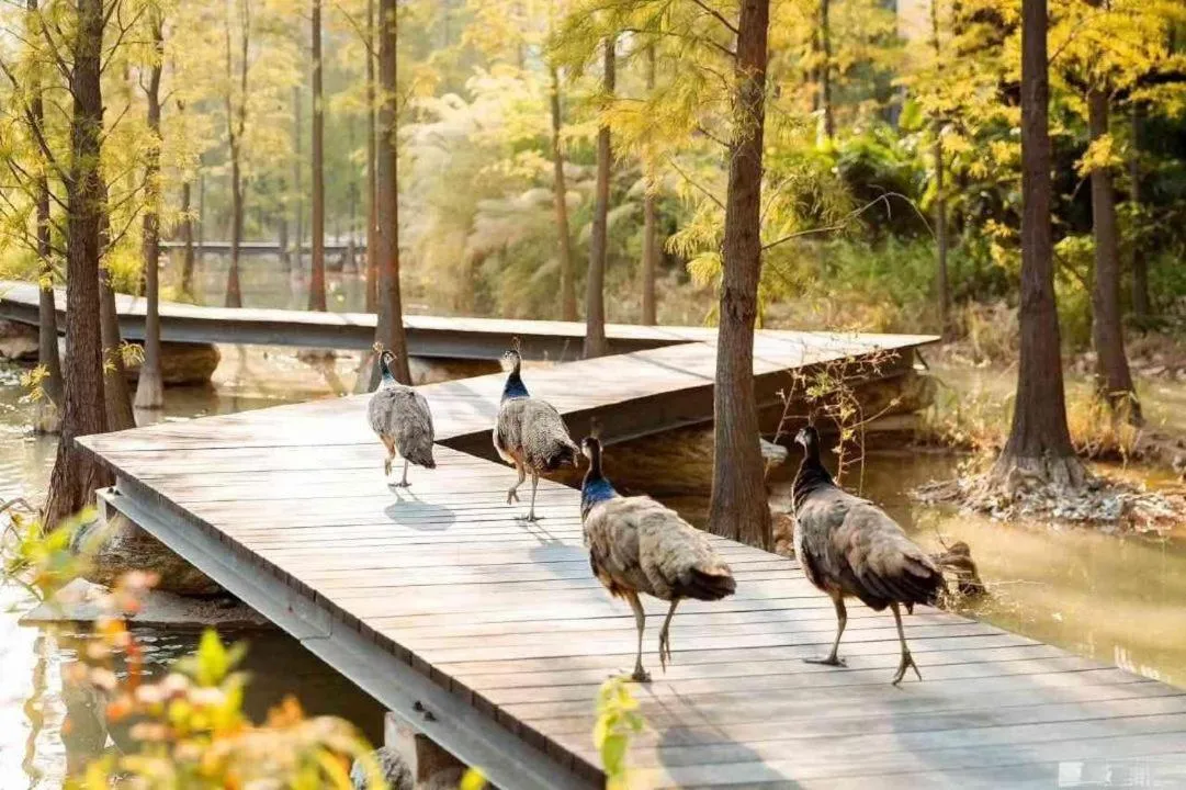 Off site in Taihua Wutong Hotel