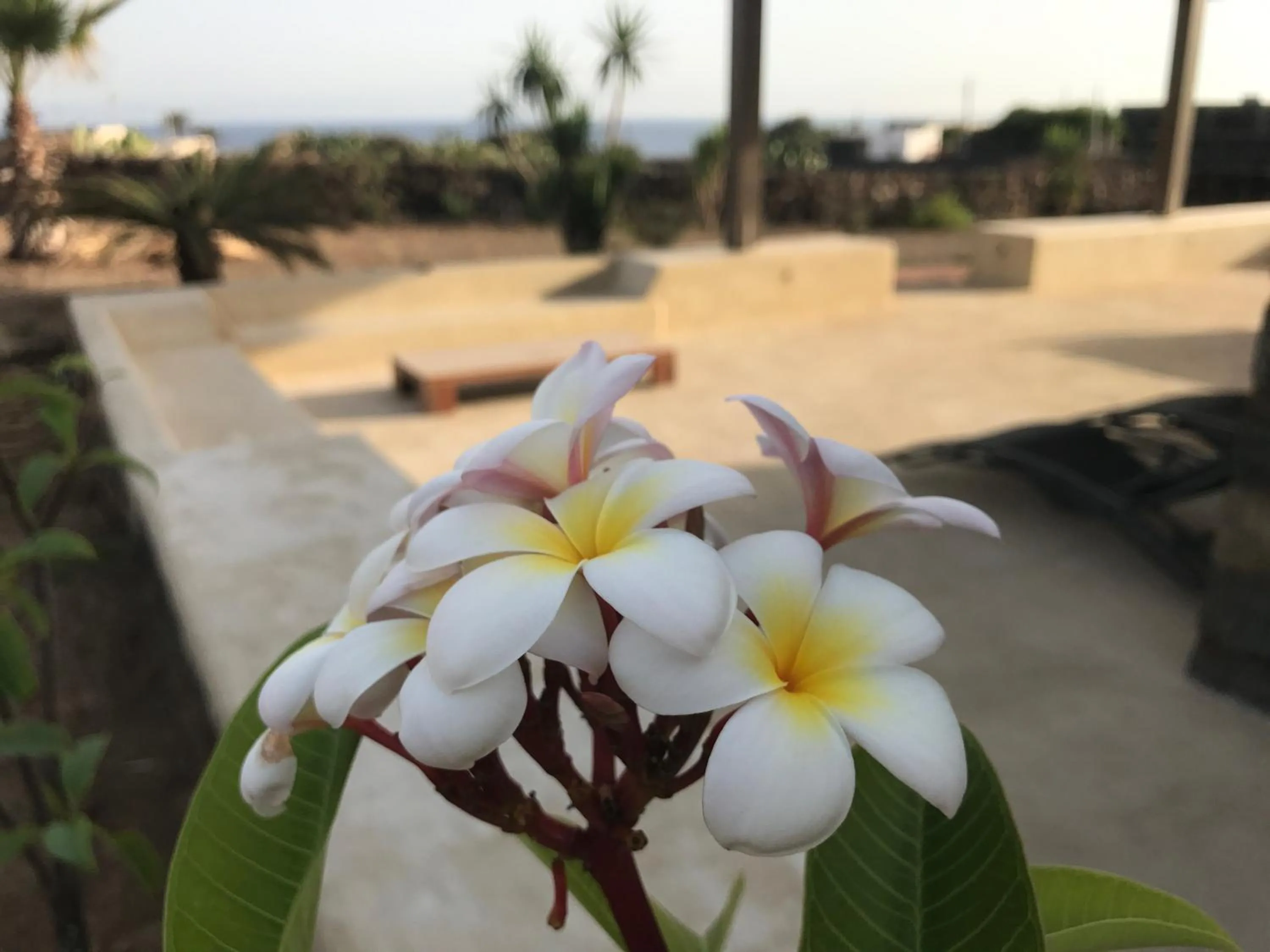 Garden view in Etherea - I Dammusini di Pantelleria