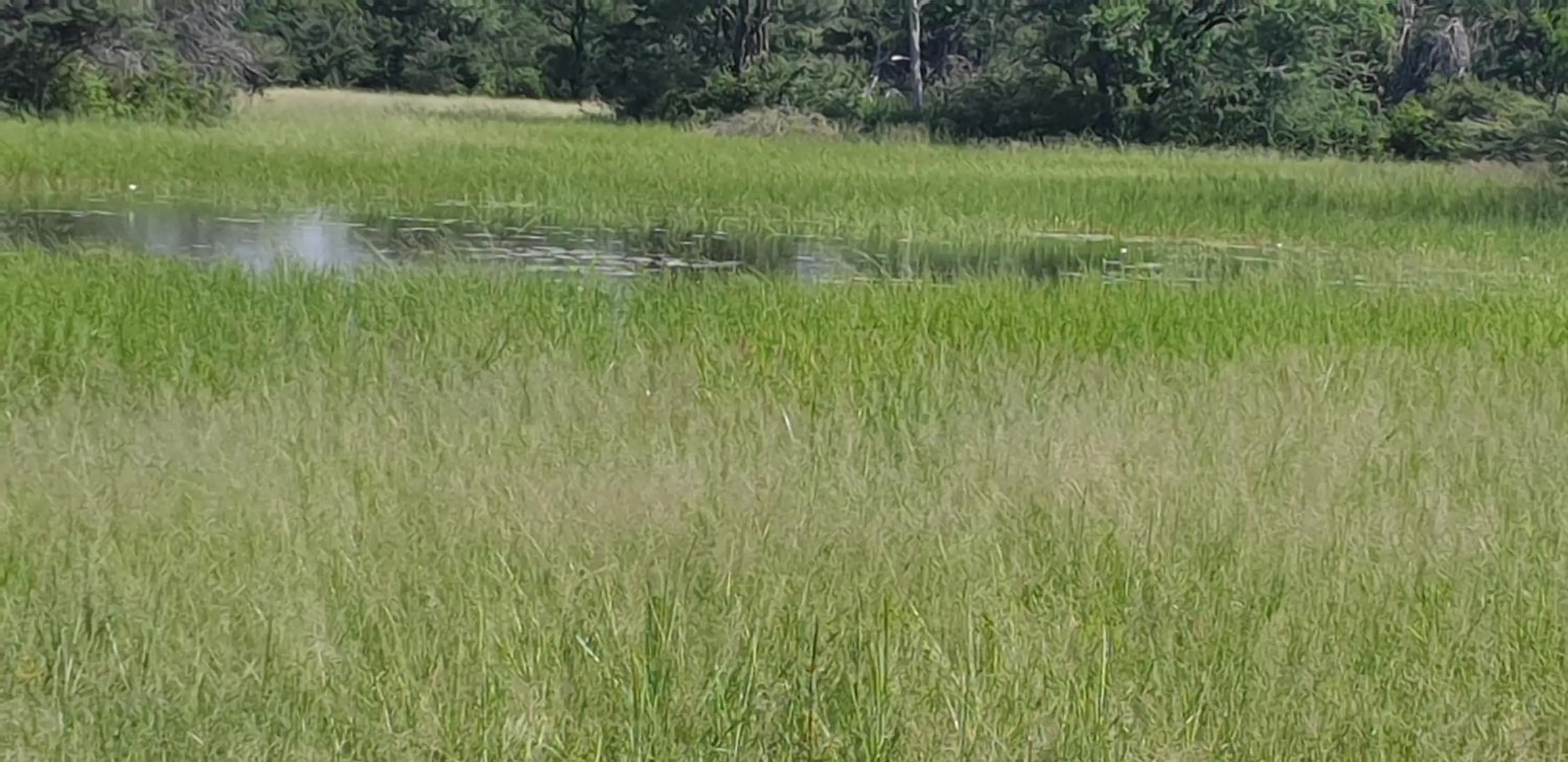 View (from property/room) in Paradise Camp Game Lodge