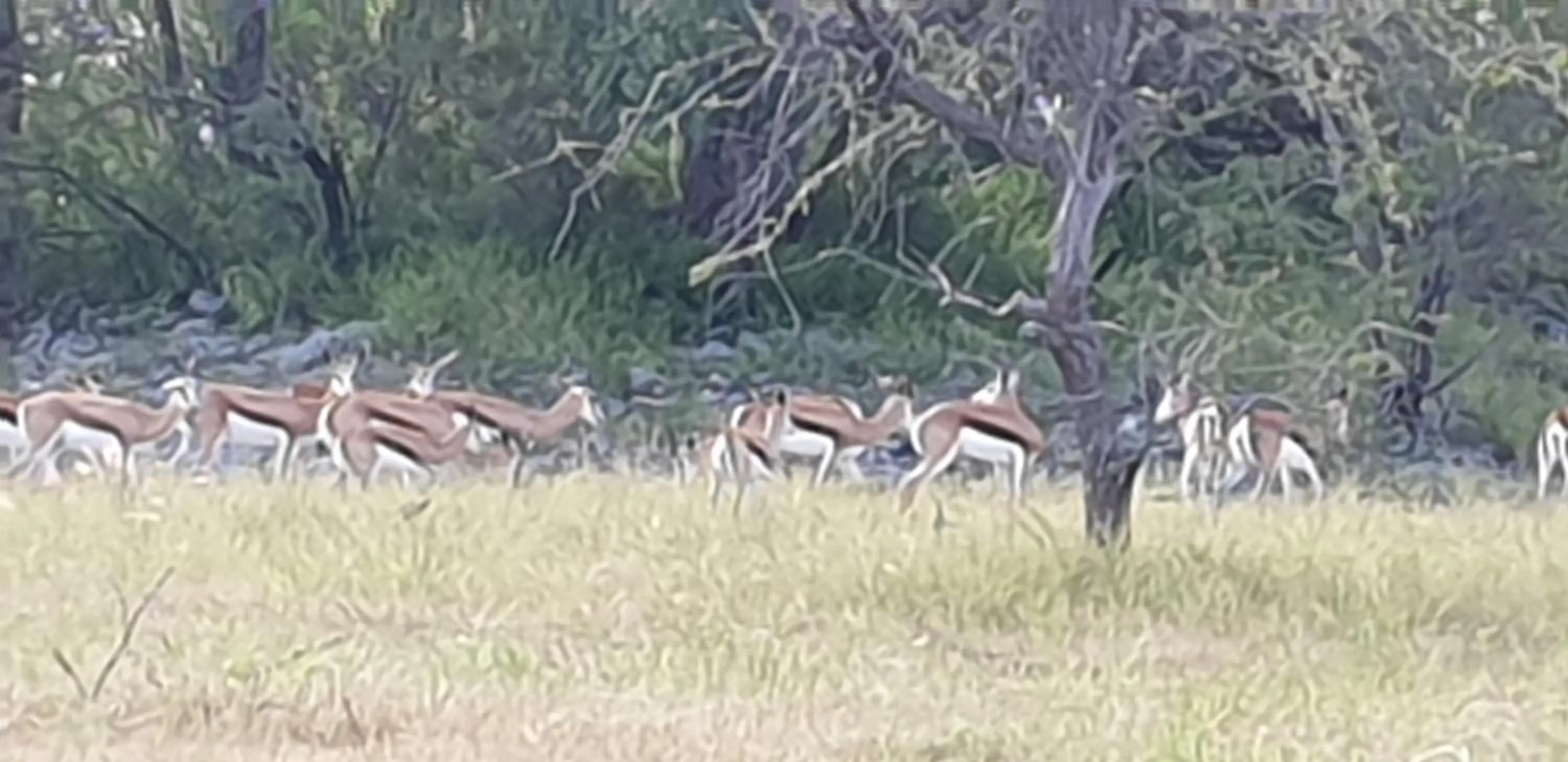 Paradise Camp Game Lodge