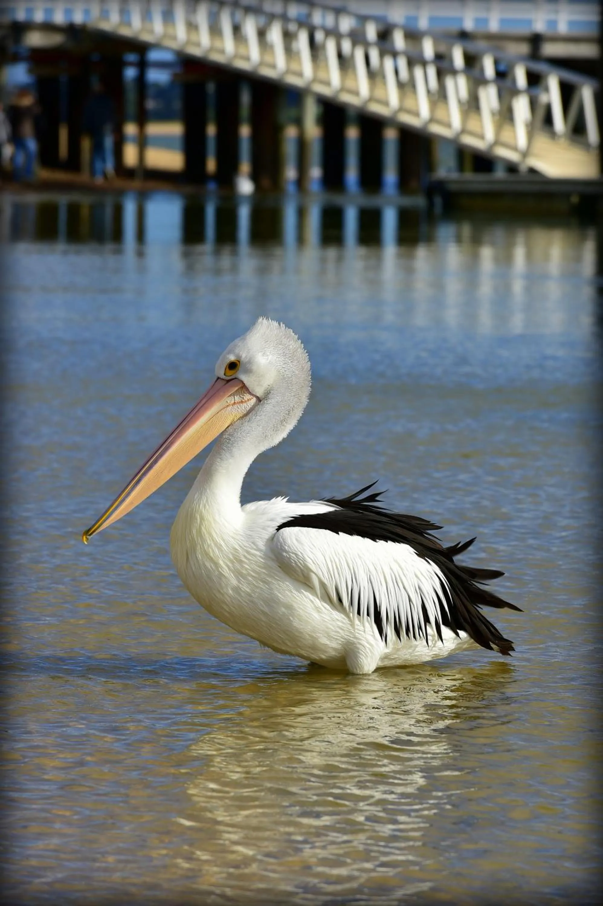 Animals in Apartments At Glen Isla
