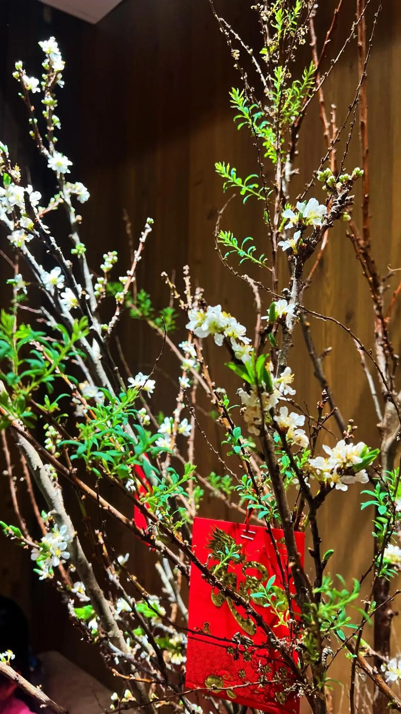 Spring in ROSA ZEN Hotel Spa