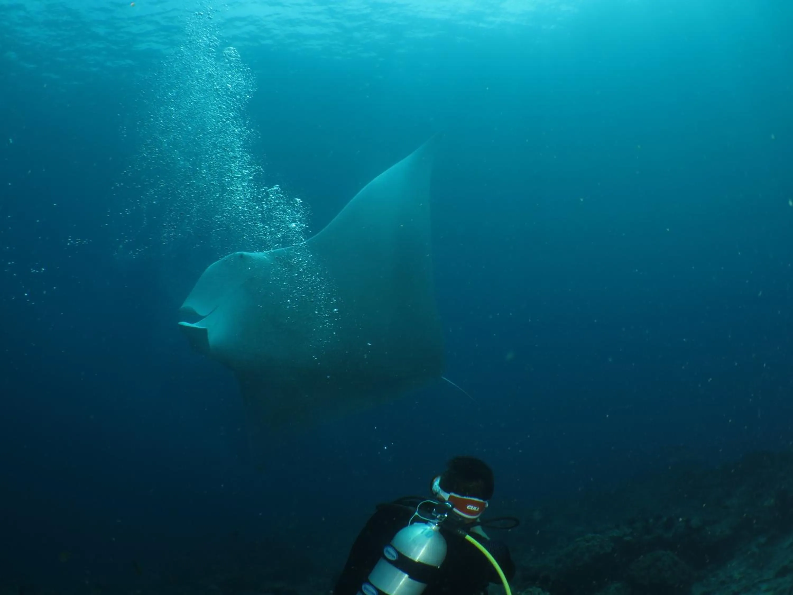 Diving in Hamueco Dive Resort Raja Ampat