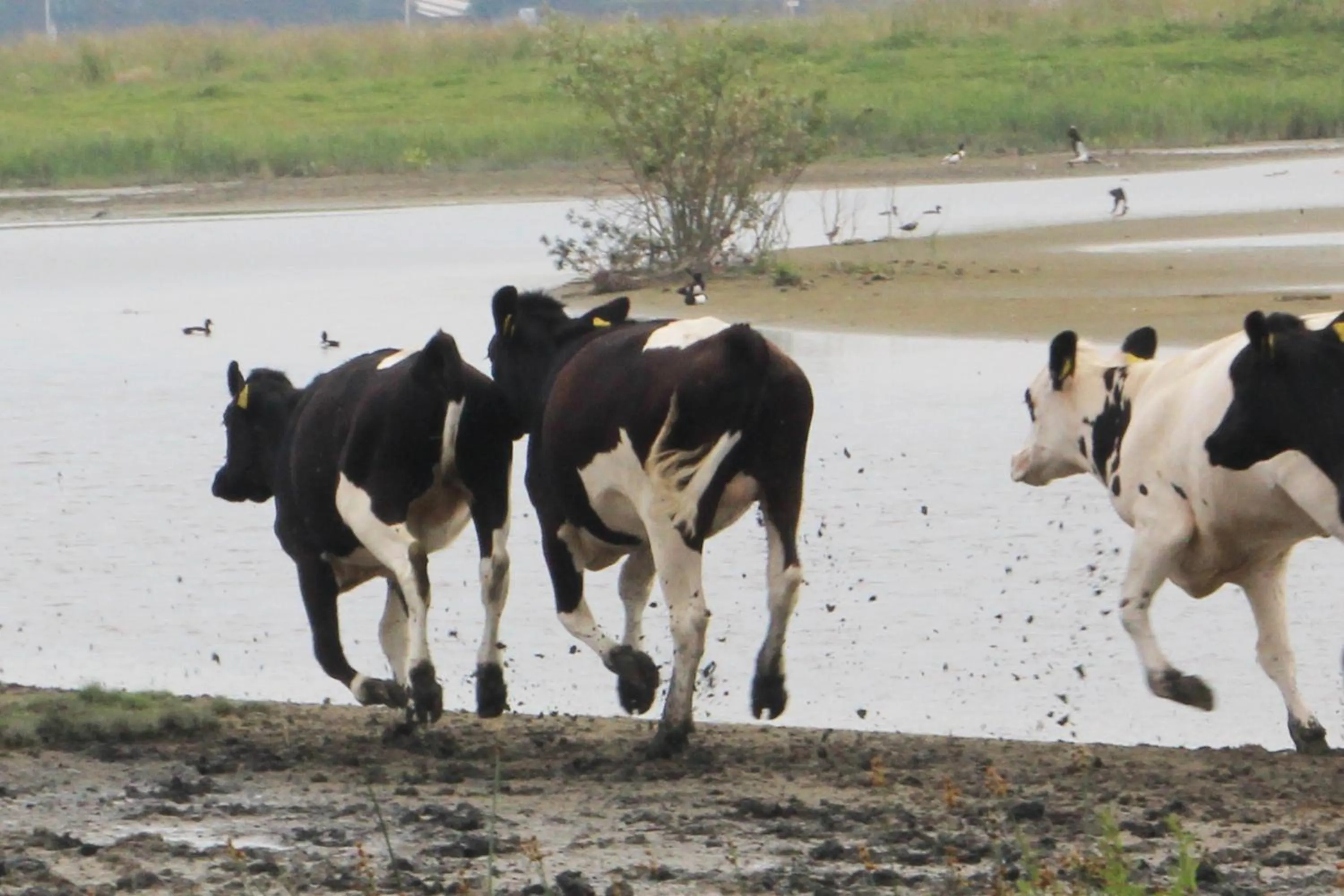 Natural landscape in ´t Wapen van Marion