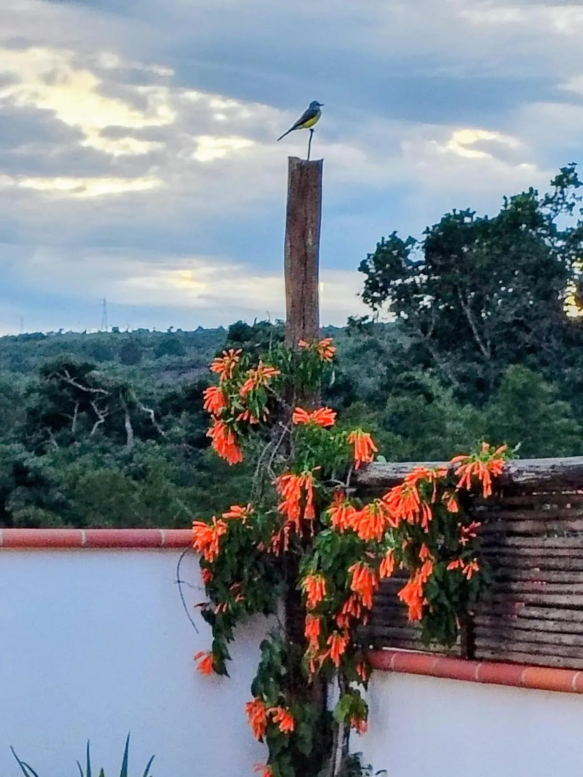 Spring in Casa Silva - Hotel Cafe