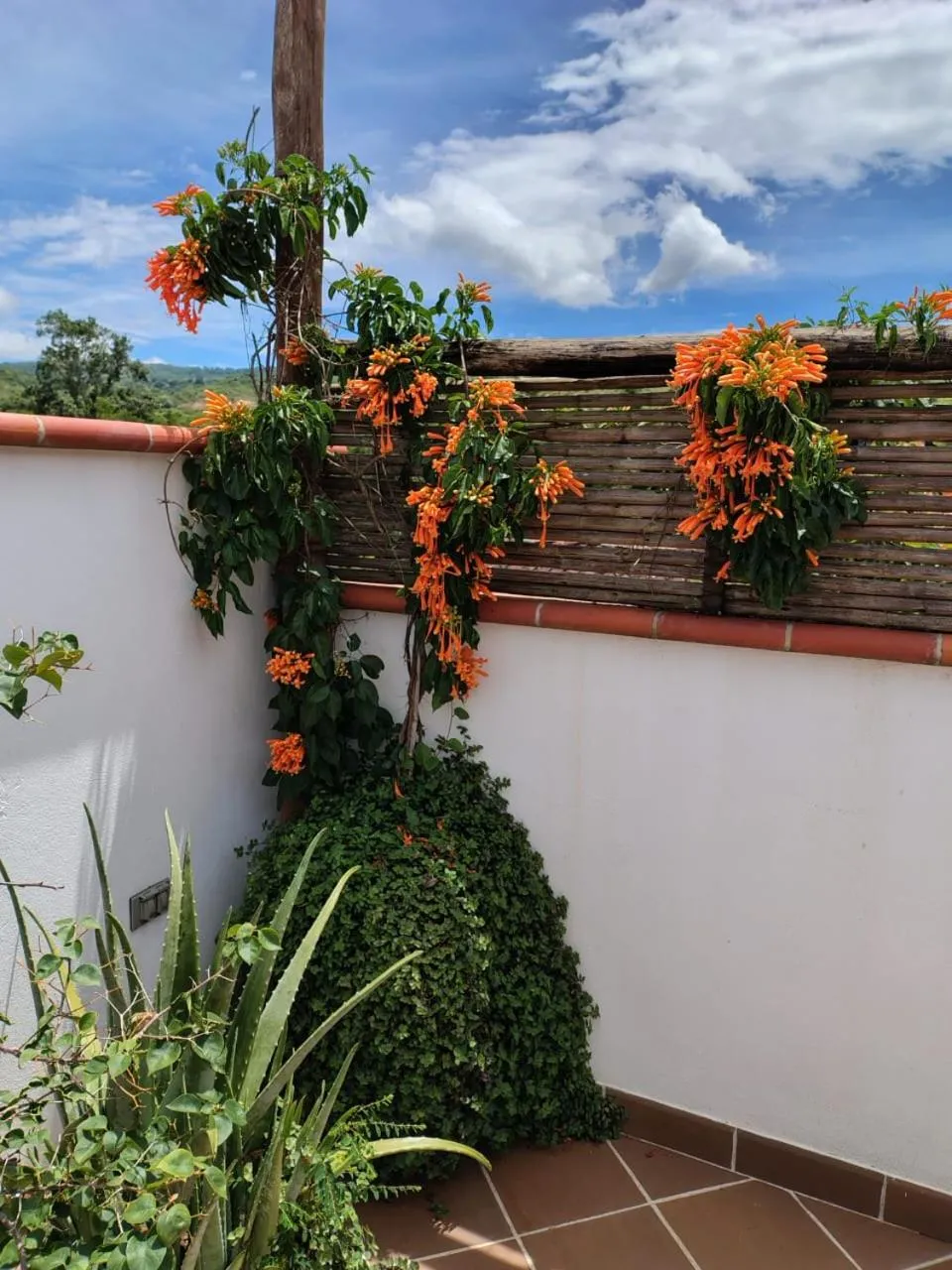 Garden in Casa Silva - Hotel Cafe