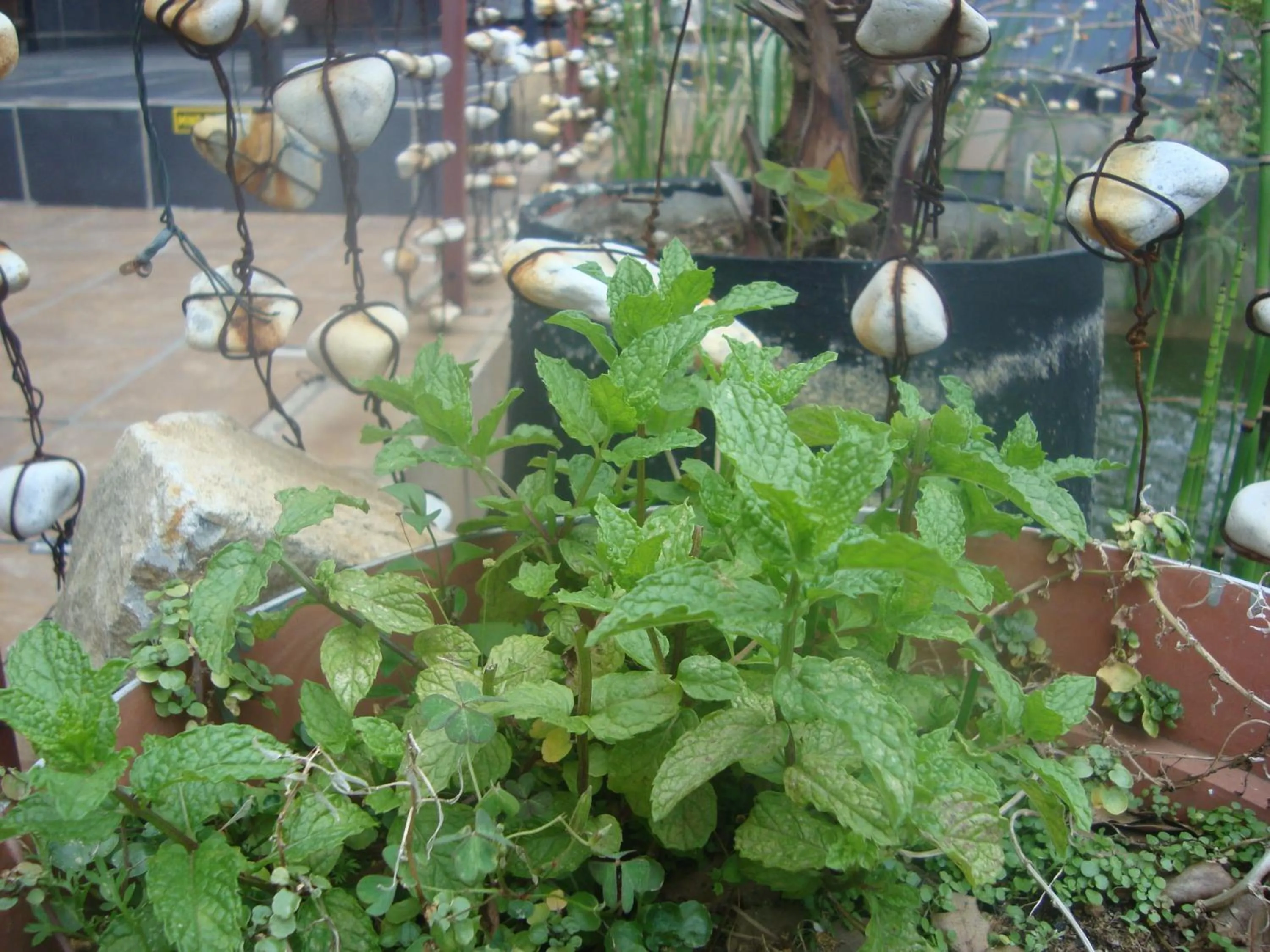 Day in 44 on Ennis Guest Lodge and Restaurant -