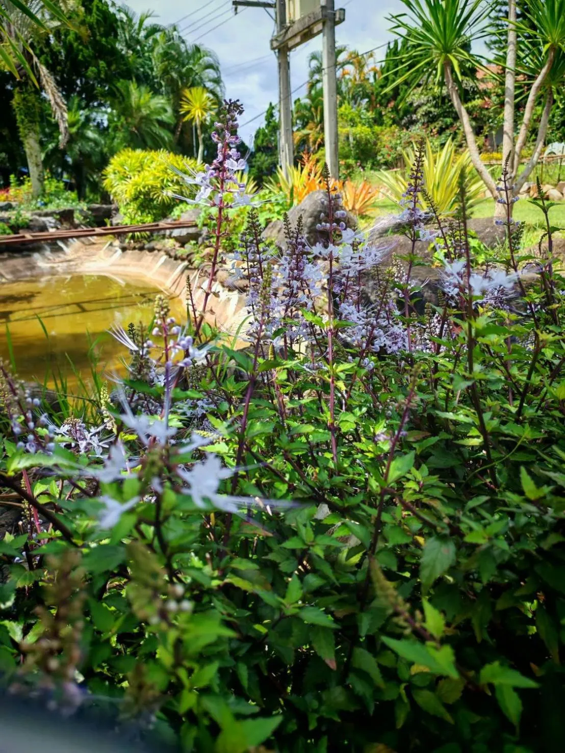Natural landscape in Phuphamok Valley Resort