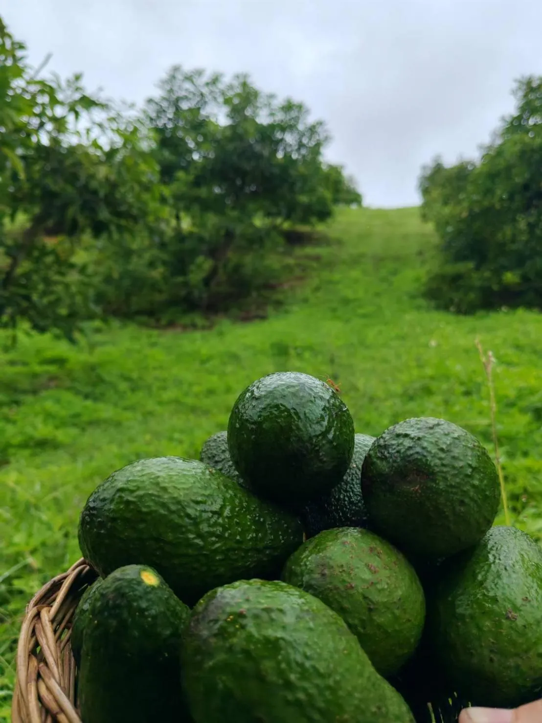 Phuphamok Valley Resort