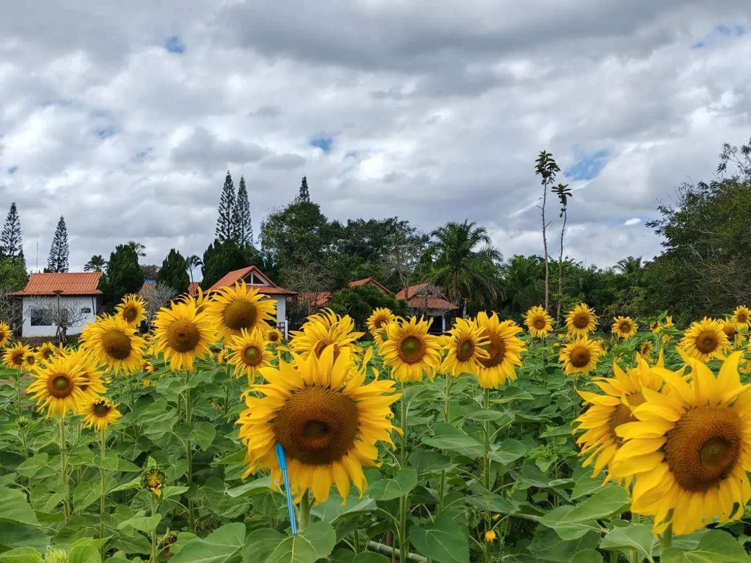 Phuphamok Valley Resort