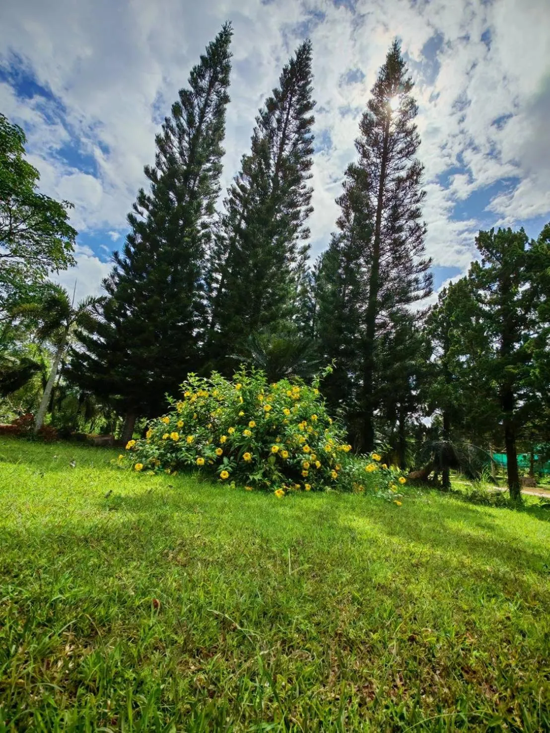 Natural landscape in Phuphamok Valley Resort