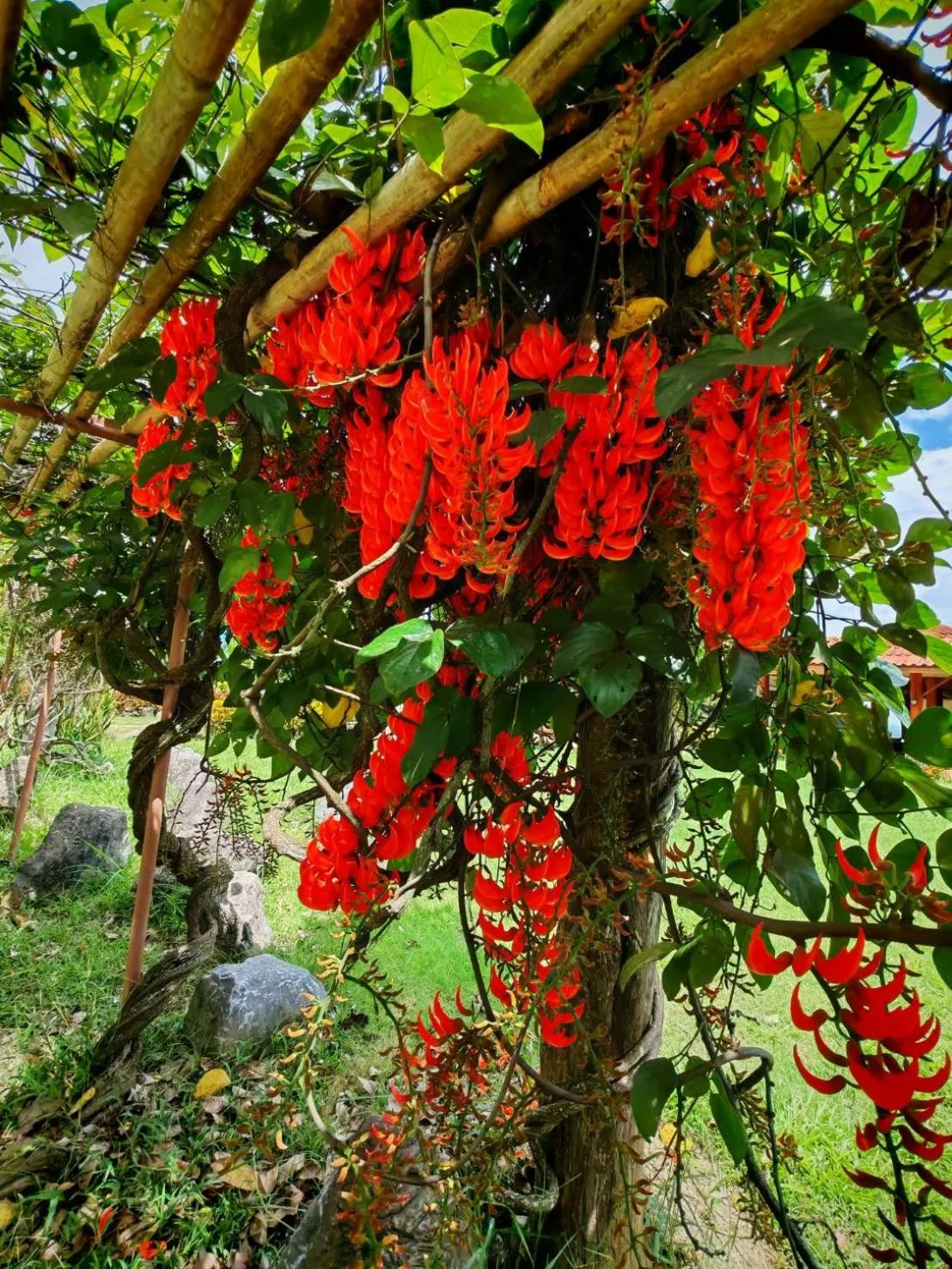 Natural landscape in Phuphamok Valley Resort