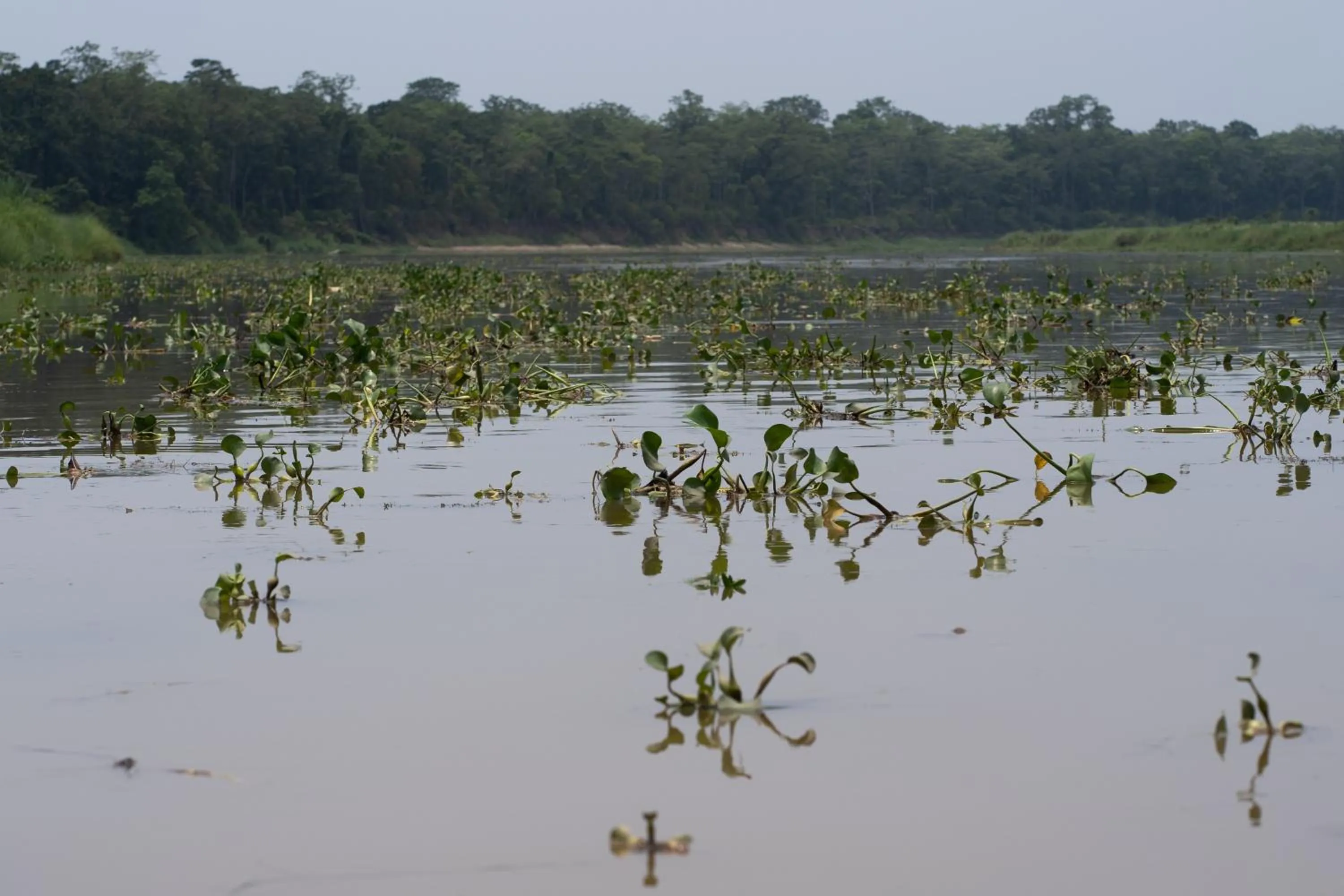 Canoeing in River Bank Jungle Resort, Chitwan