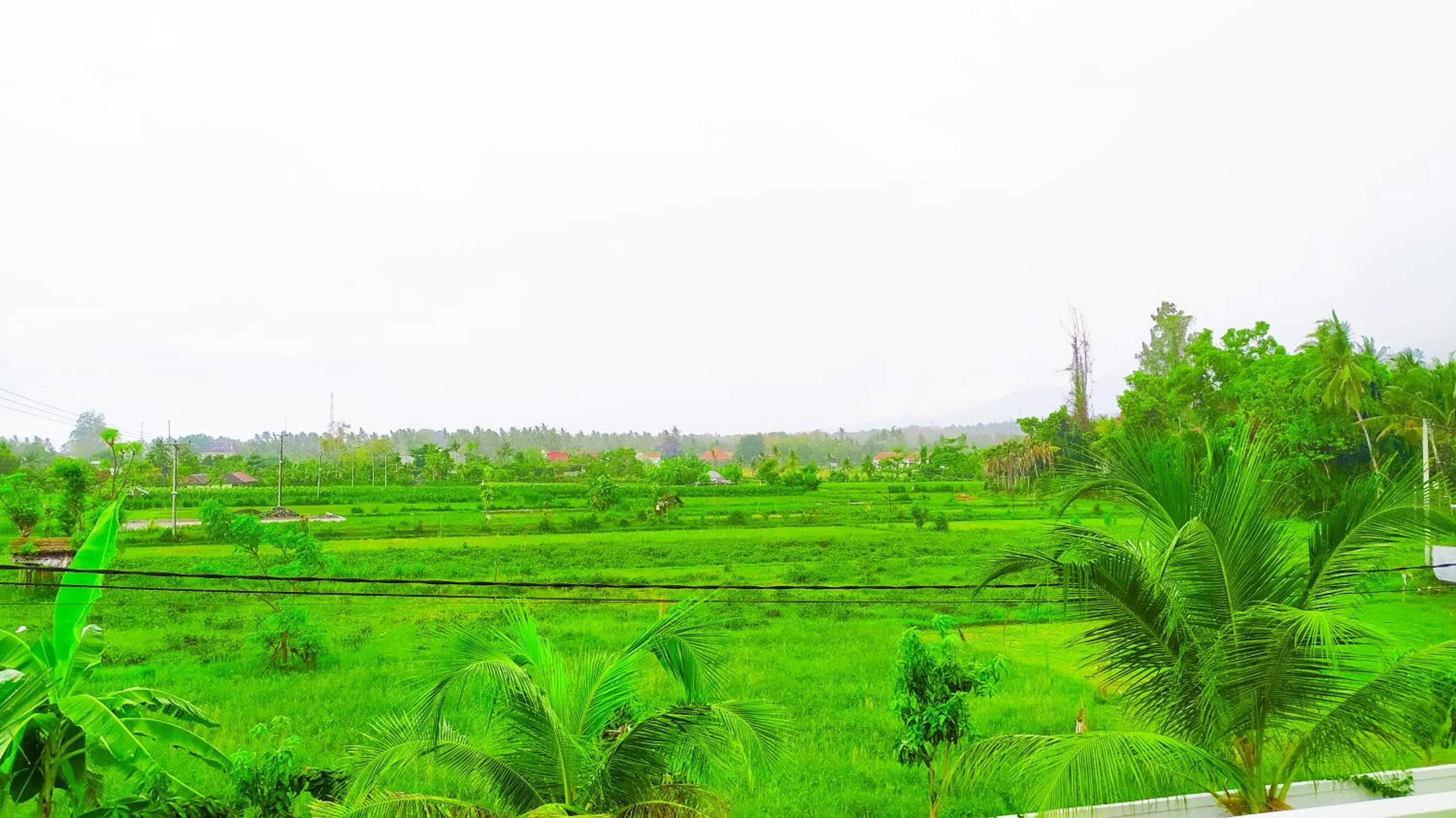 Natural landscape in Puri Lovina