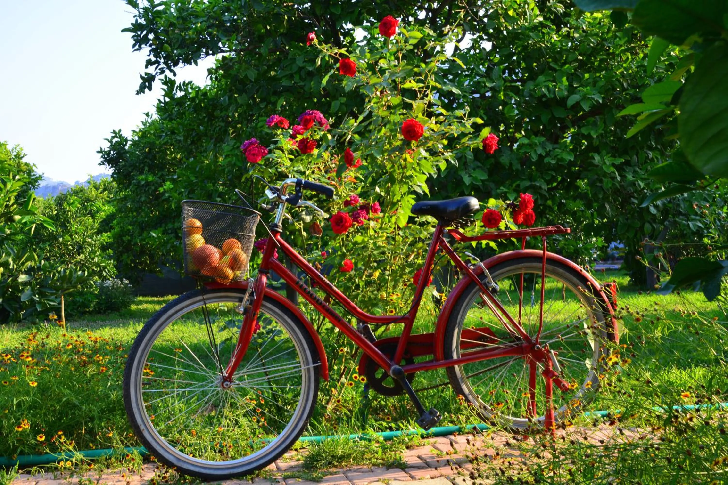 Cycling in Lemon Garden Lodge