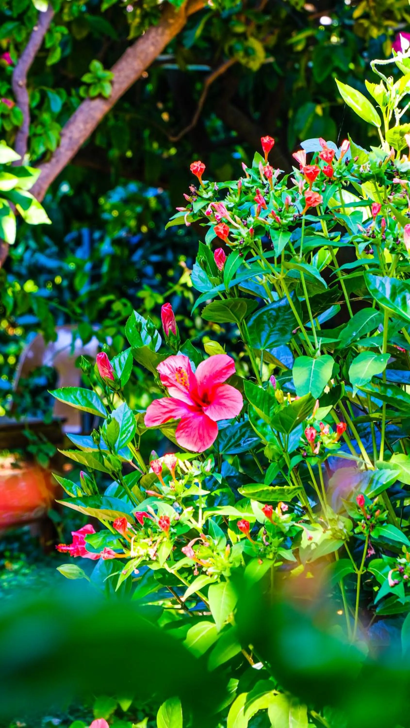 Garden in Lemon Garden Lodge