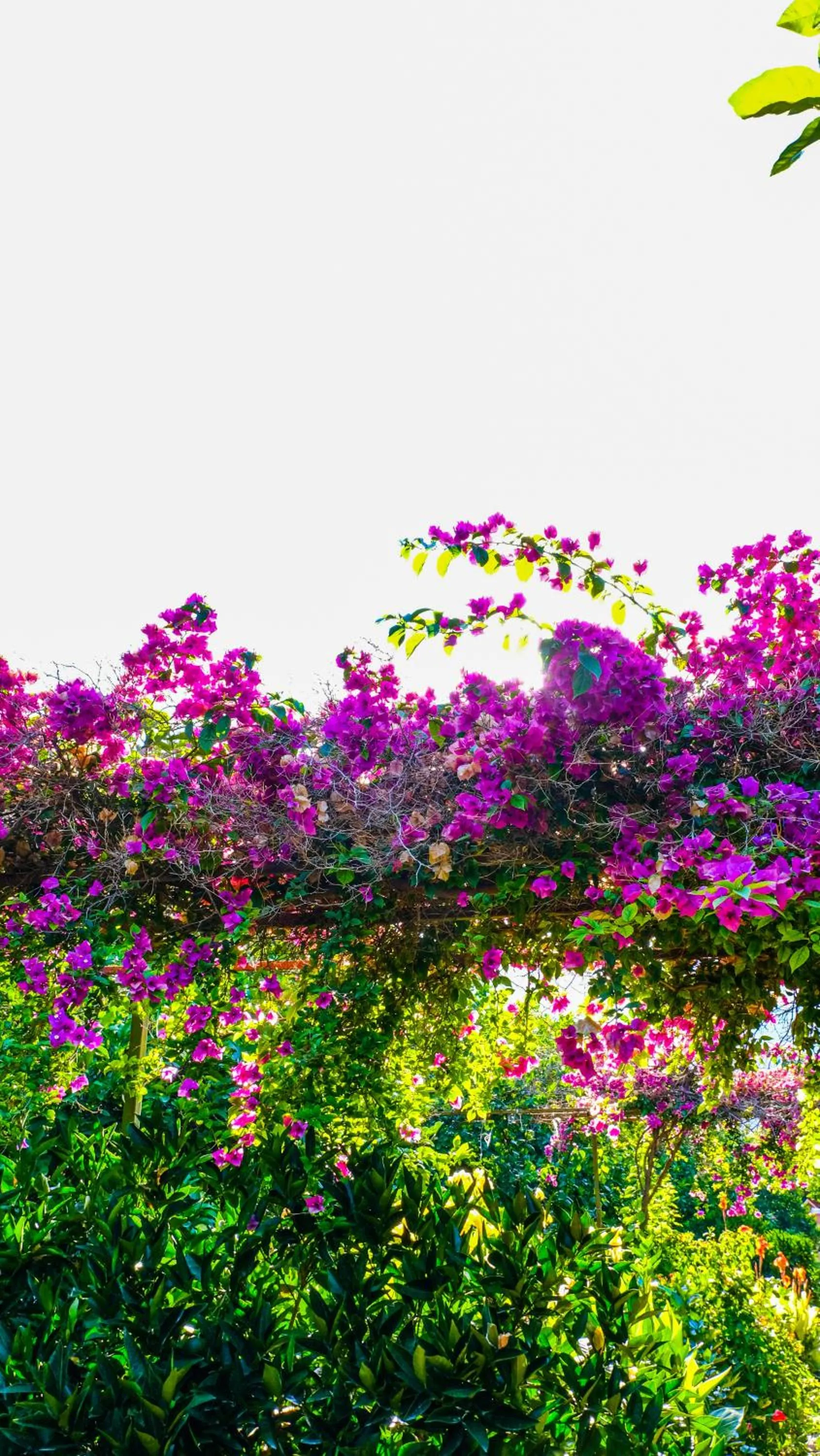 Garden in Lemon Garden Lodge