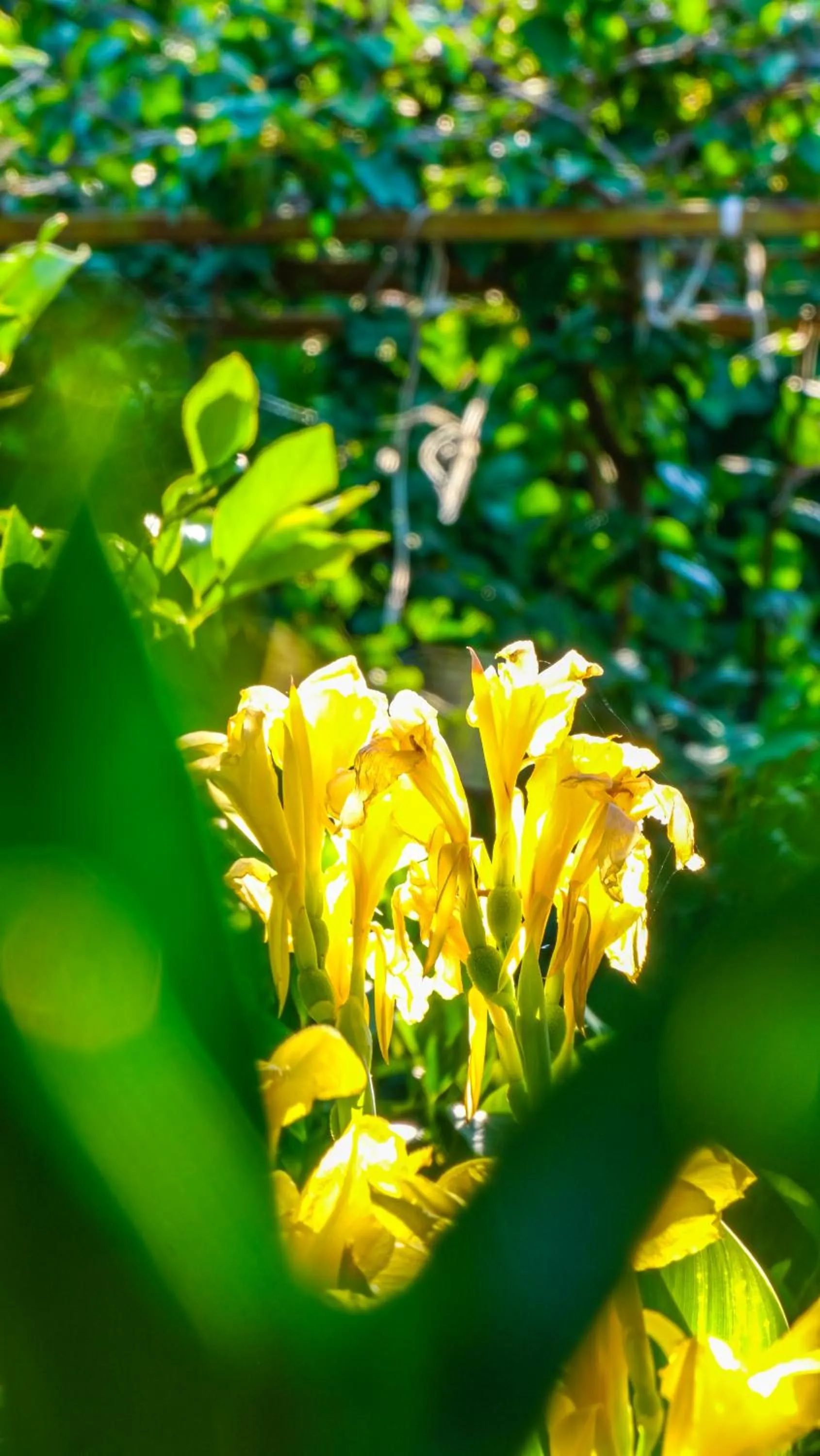 Garden in Lemon Garden Lodge