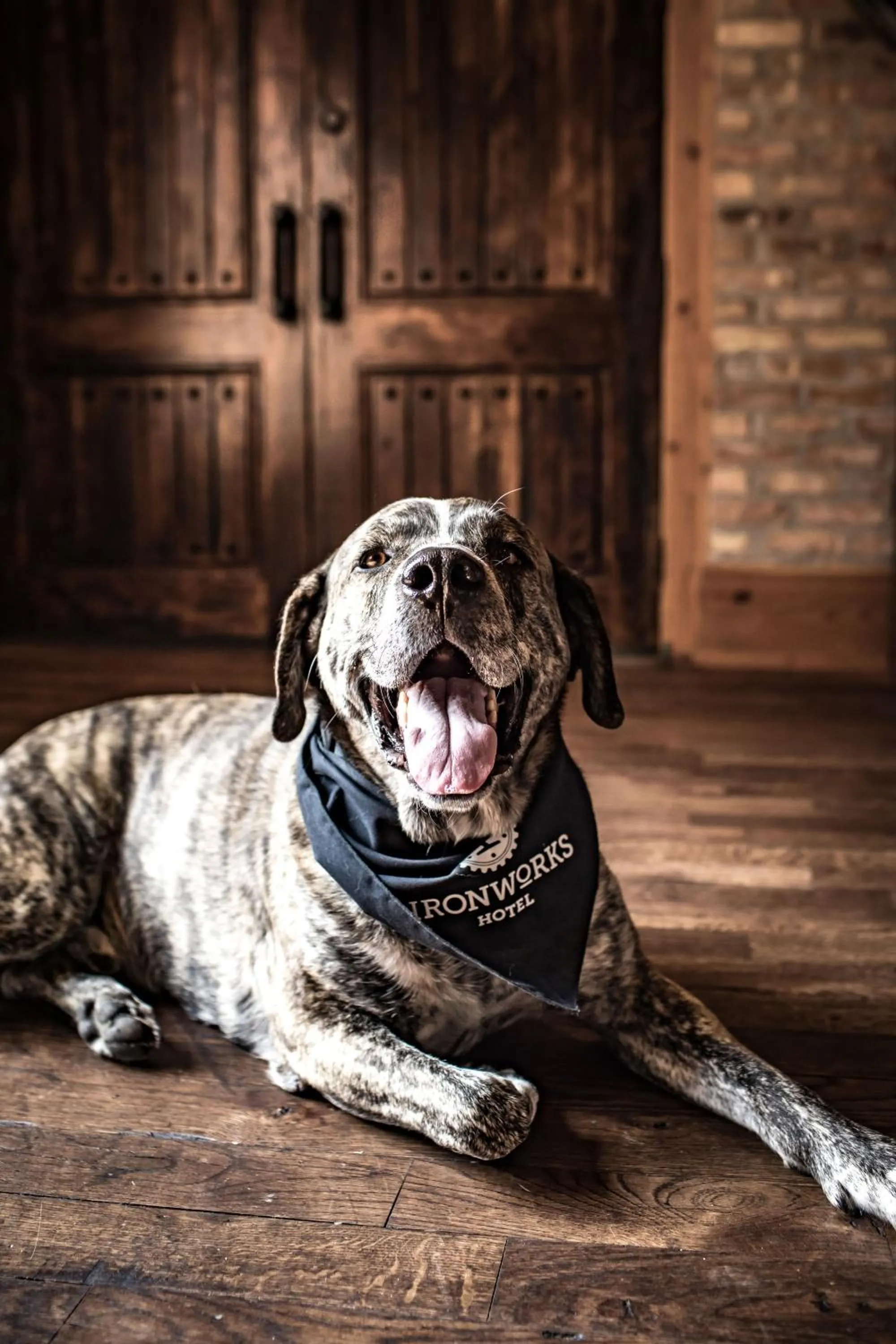 Pets in Ironworks Hotel