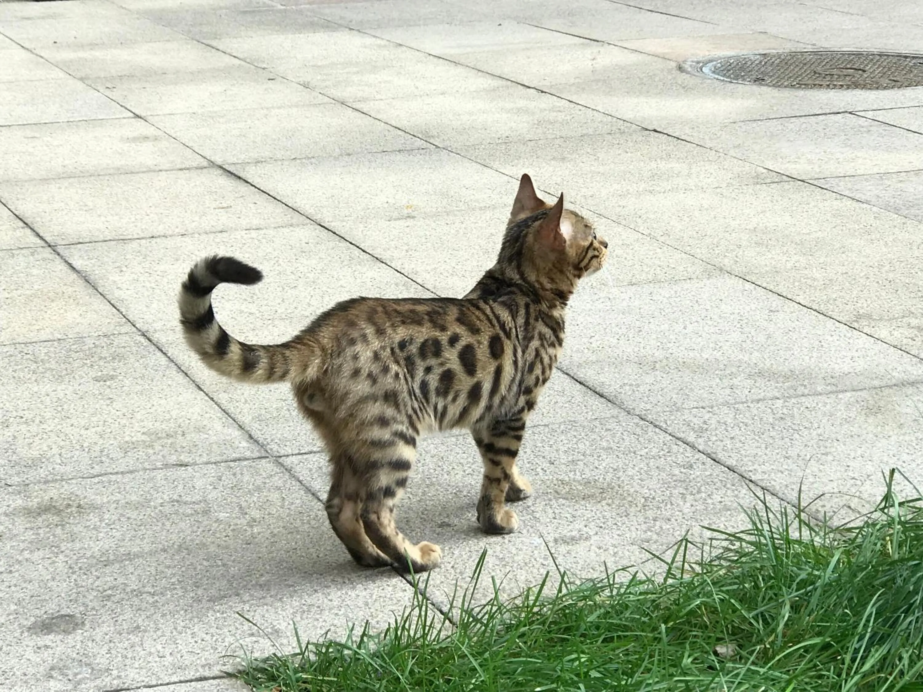 Pets in Beijing Haisheng Apartment