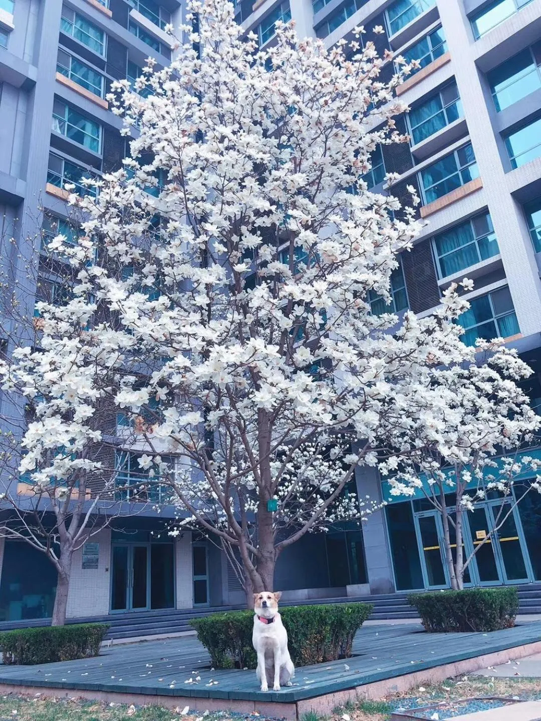 Spring in Beijing Haisheng Apartment