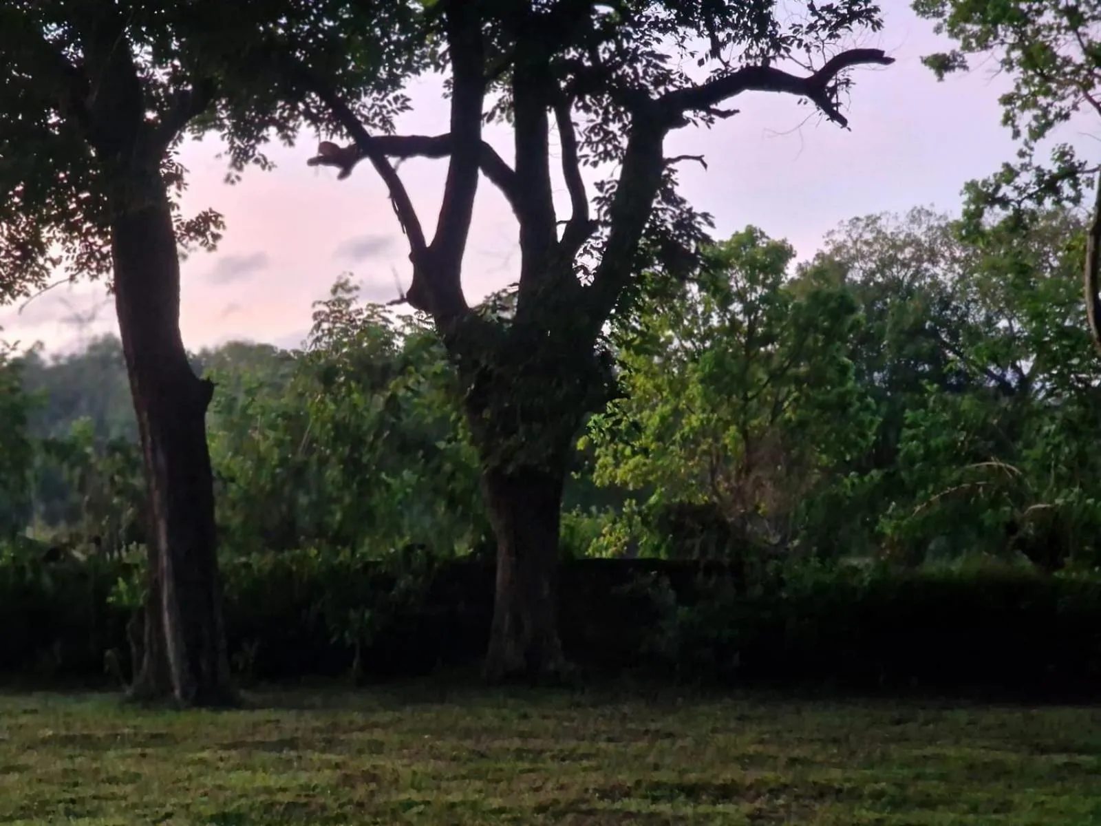 Garden in Sigiriya Cottage