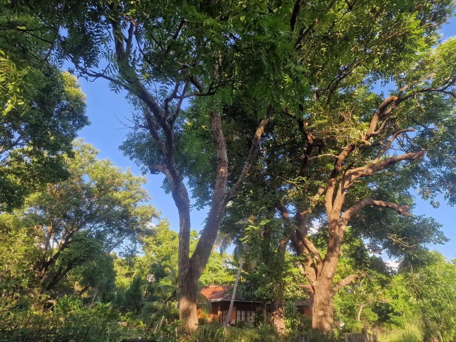 Garden in Sigiriya Cottage